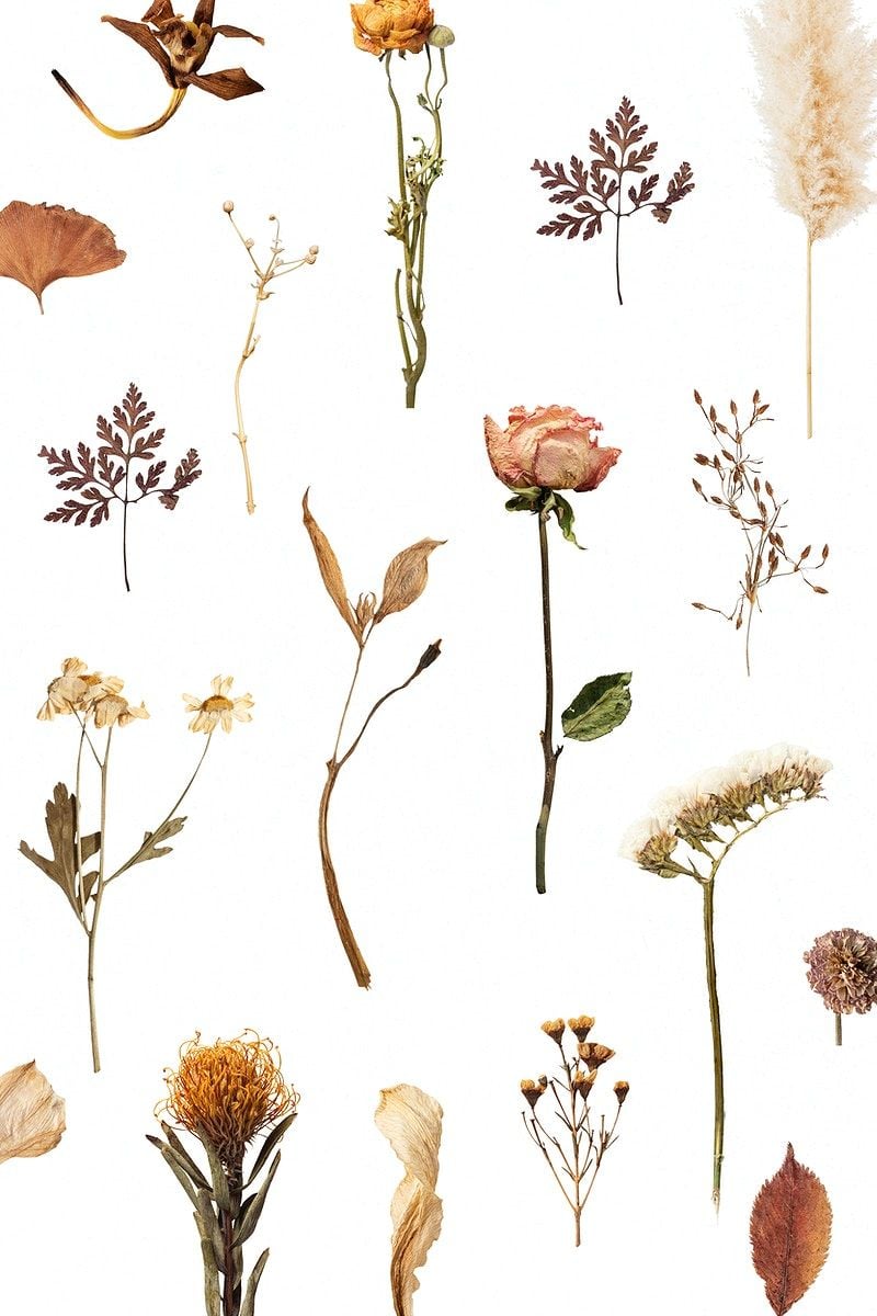 Dried flower mockup patterned background. premium image / sasi. Dried flowers, Free illustrations, Flower aesthetic