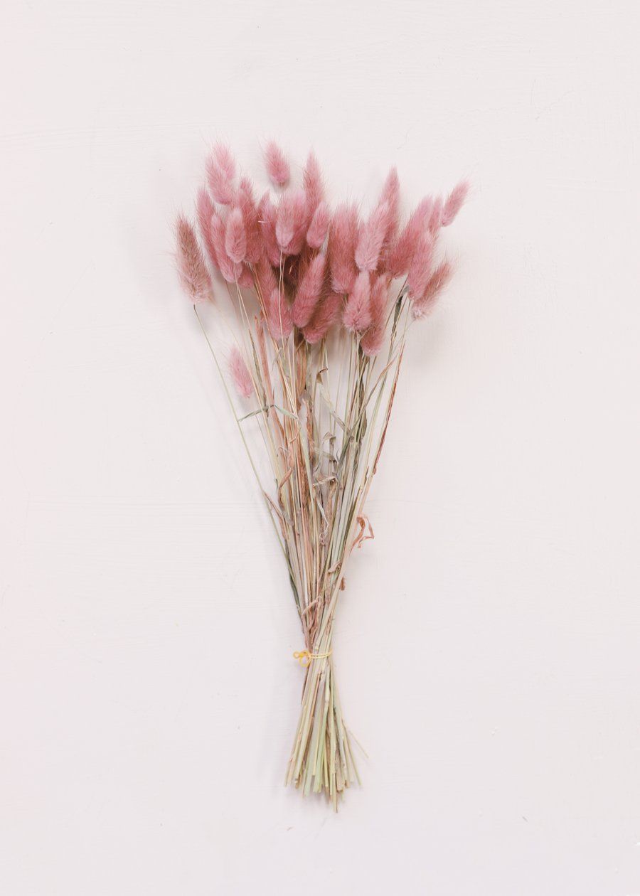 Dried Bunny Tail Grass. Dried Pink Flowers and Grasses. Afloral. Pastel pink aesthetic, Aesthetic flowers, Flower aesthetic
