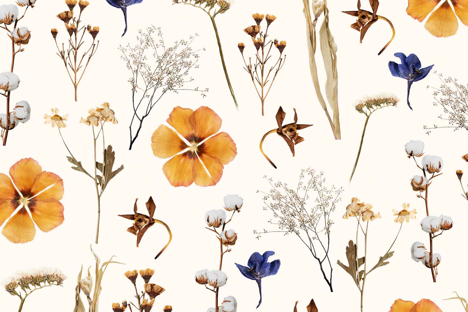 Dried Flowers. Cara Saven Wall Design