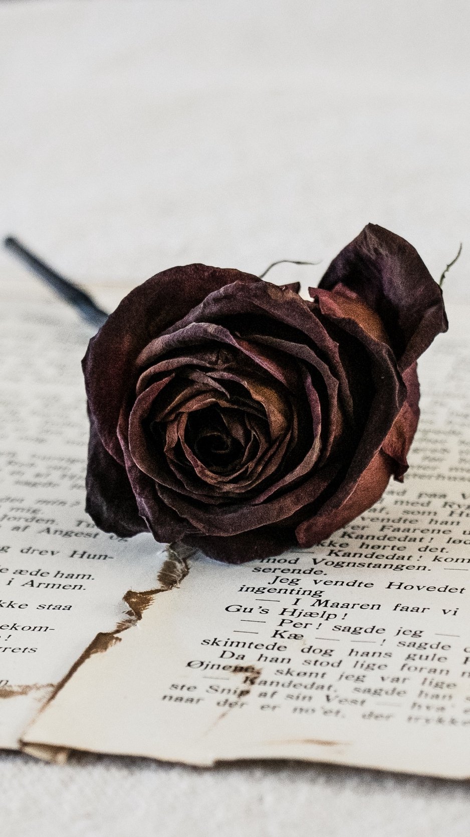 Wallpaper Rose, Dry, Flower, Pages