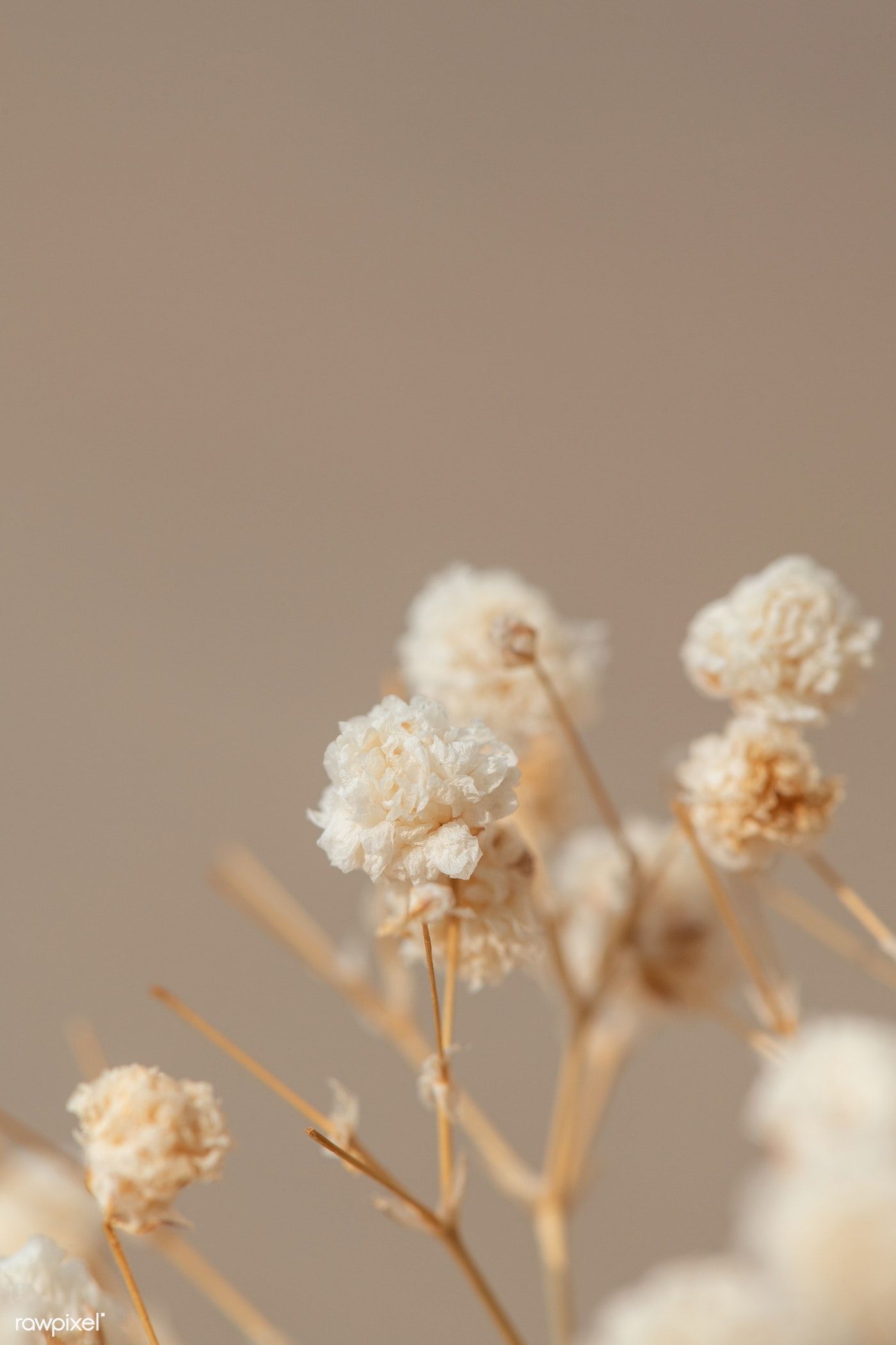 Dried gypsophila flowers macro shot. premium image / Teddy Rawpixel. Flower aesthetic, Gypsophila flower, Dried flowers