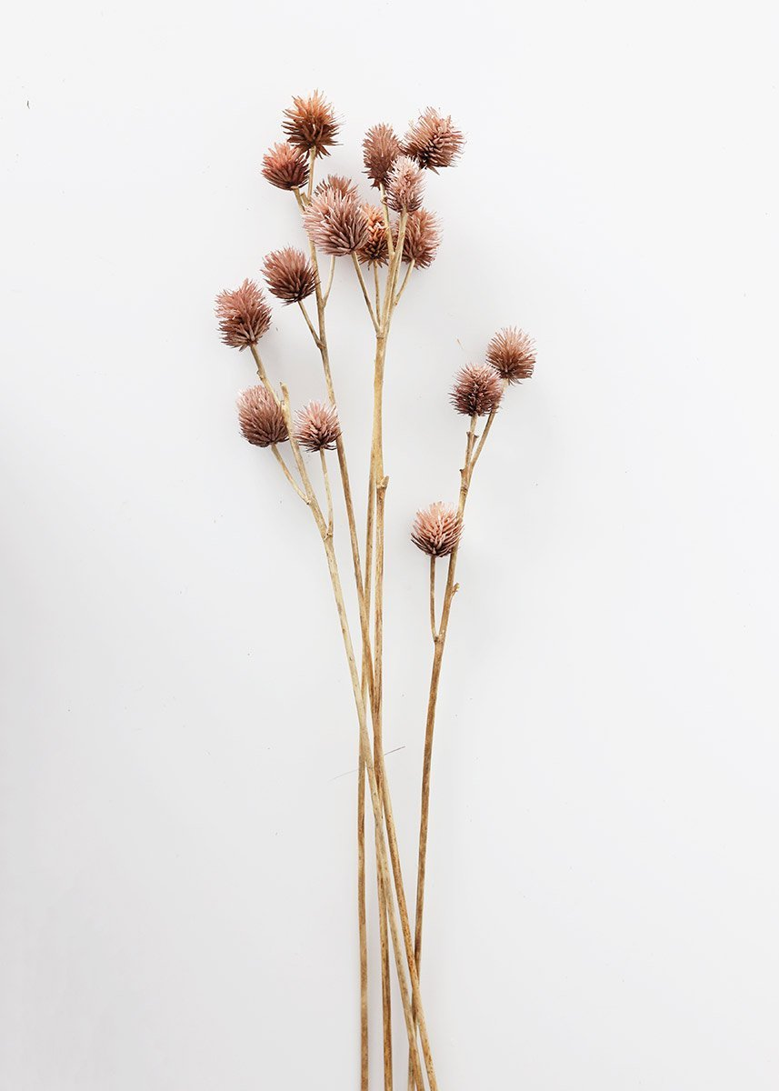 Dried Platycarya Seed Pods. Dried Flowers and Greenery. Afloral. Wallpaper bunga, Bunga sakura, Bunga kering