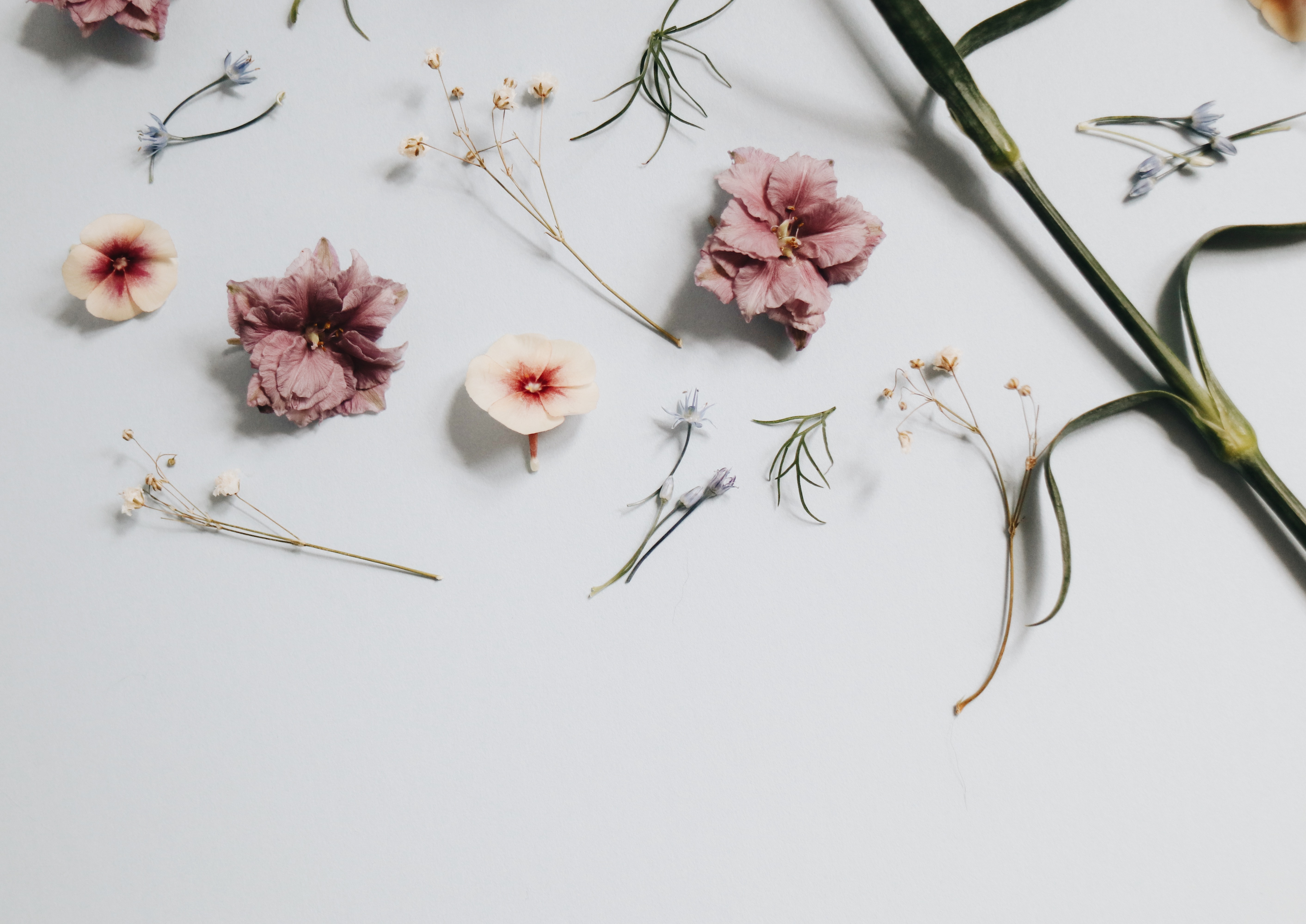 5651x4000 #minimal, #dired flower, #dried flower, #flatlay, #blossom, #floral, #art, #white, #plant, #contrast, #bud, #Free , #minimalist, #stem, #flower, #white background, #flat lay, #petal, #natural, #blosson. Mocah HD Wallpaper