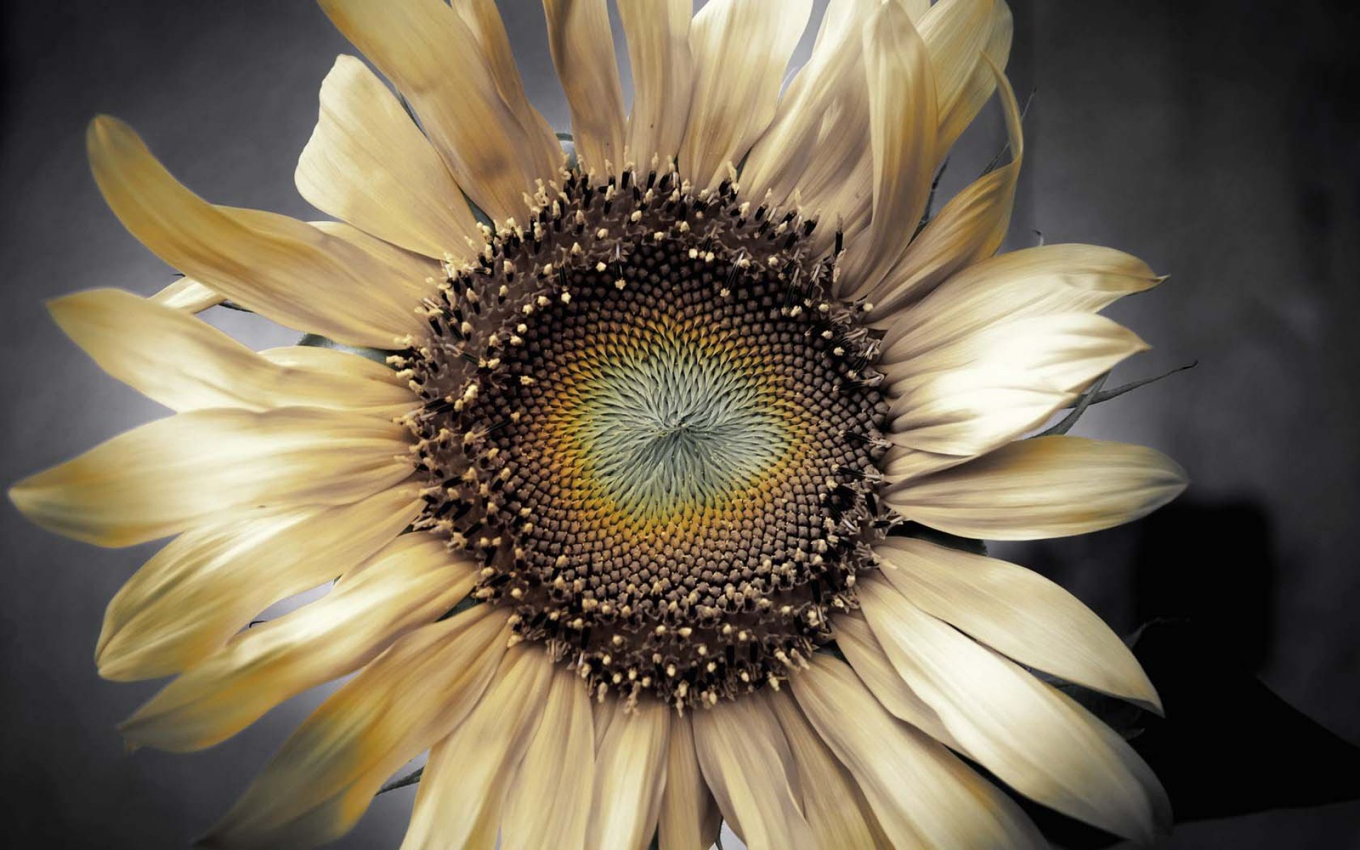 Dry Flower Sunflower Petals Wallpaper. HD Flowers Wallpaper for Mobile and Desktop