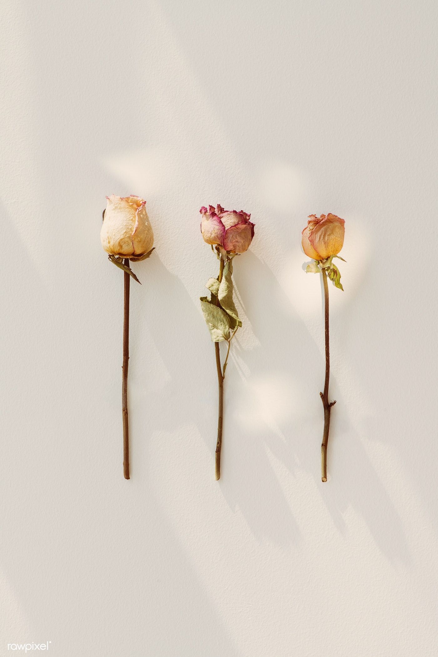 Download premium image of Dried roses on a white background flatlay 2329482. Roses wallpaper aesthetic, Wallpaper nature flowers, Rose white background