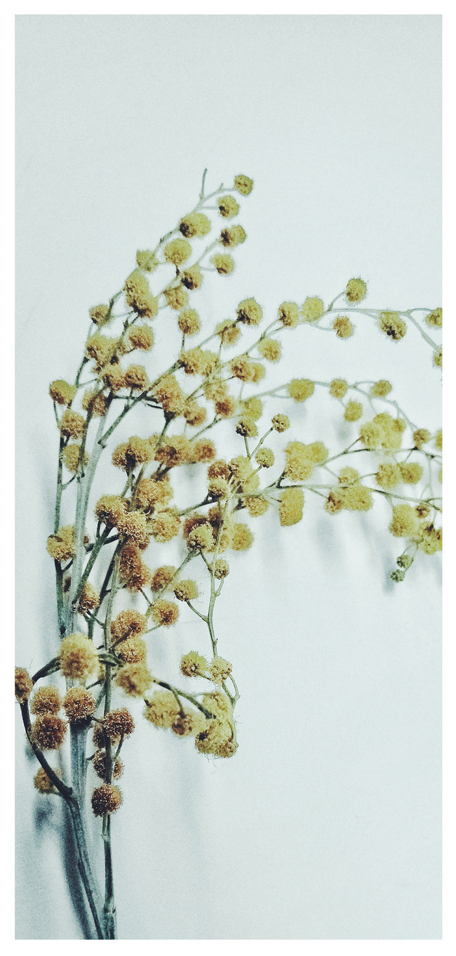 Dried Flower Mobile Wallpaper Background Image Free Download 400630831 Lovepik.com