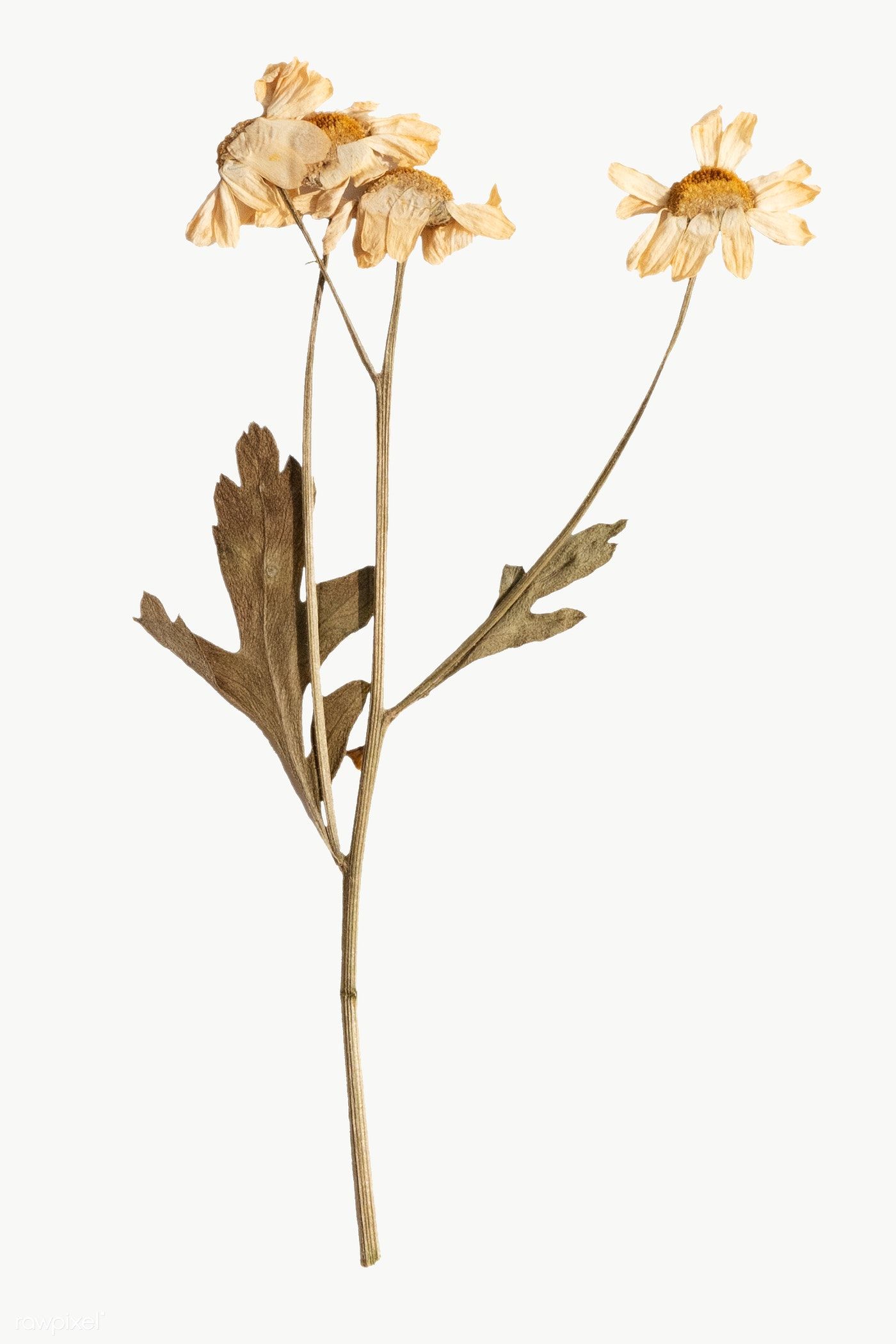 Dried daisy flower design element. free image / Teddy Rawpixel. Paper background texture, Dried flowers png, Dry flowers aesthetic