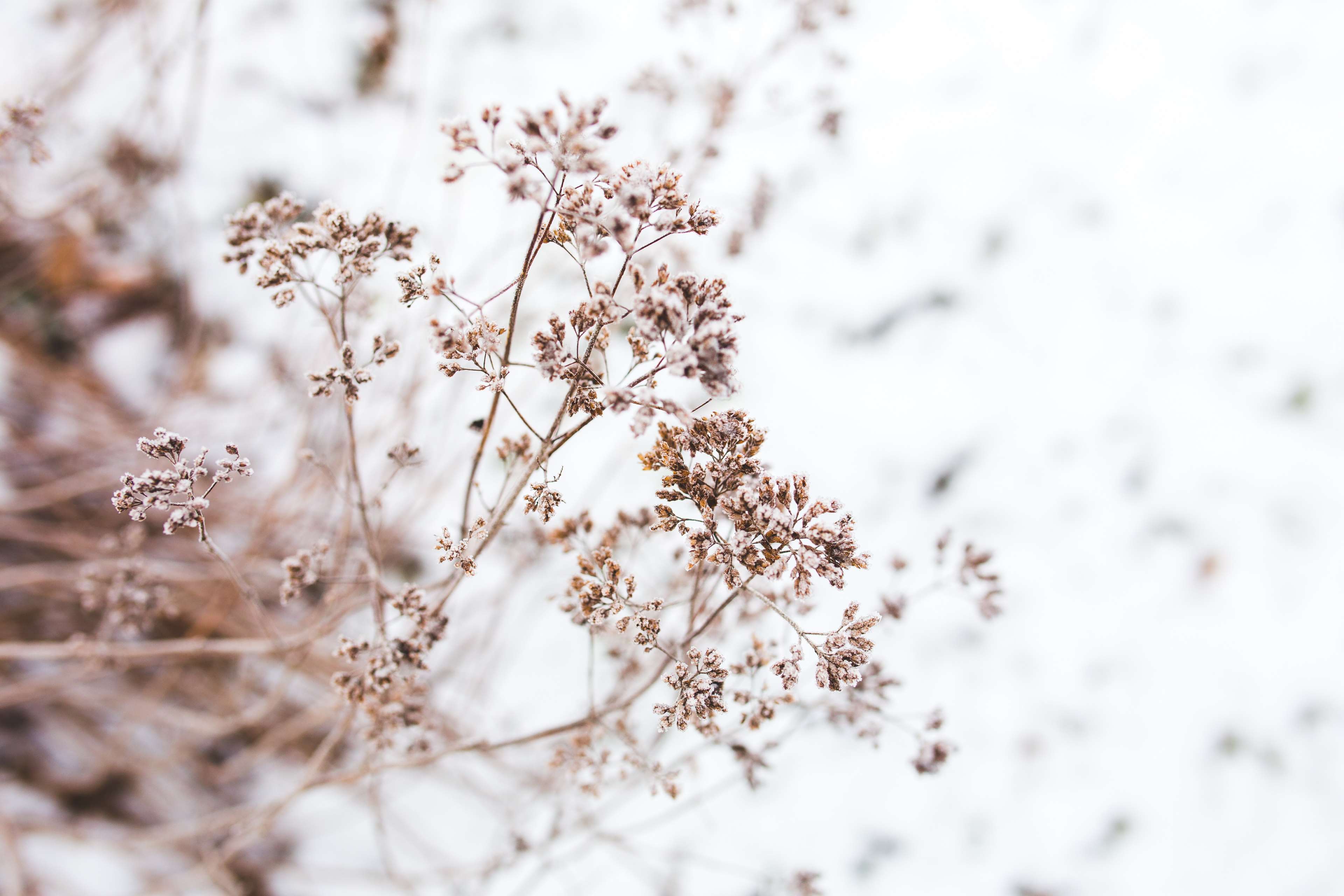 detail, dried, flower, flowers, little, nature, small, withered 4k wallpaper. Mocah HD Wallpaper