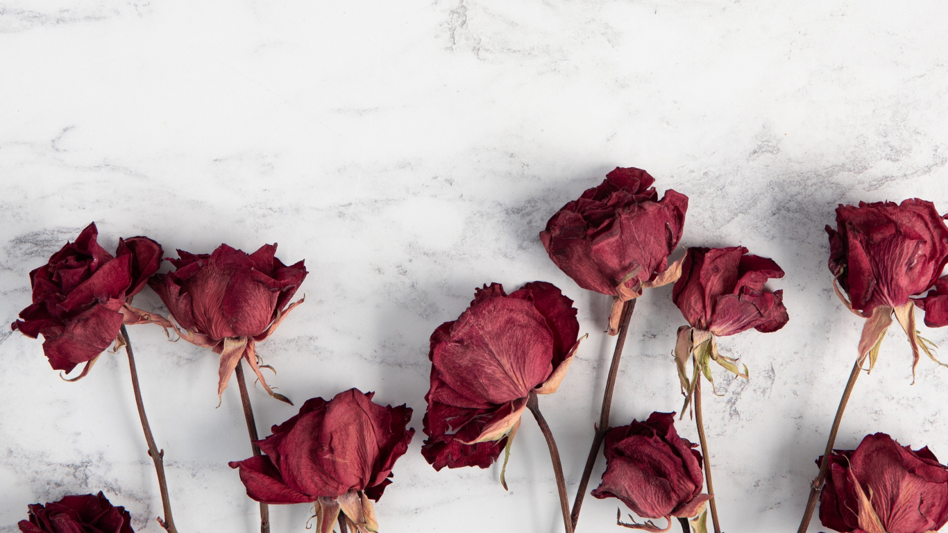 Download 1366x768 wallpaper dry, red roses, flowers, tablet, laptop, 1366x768 HD image, background, 22677