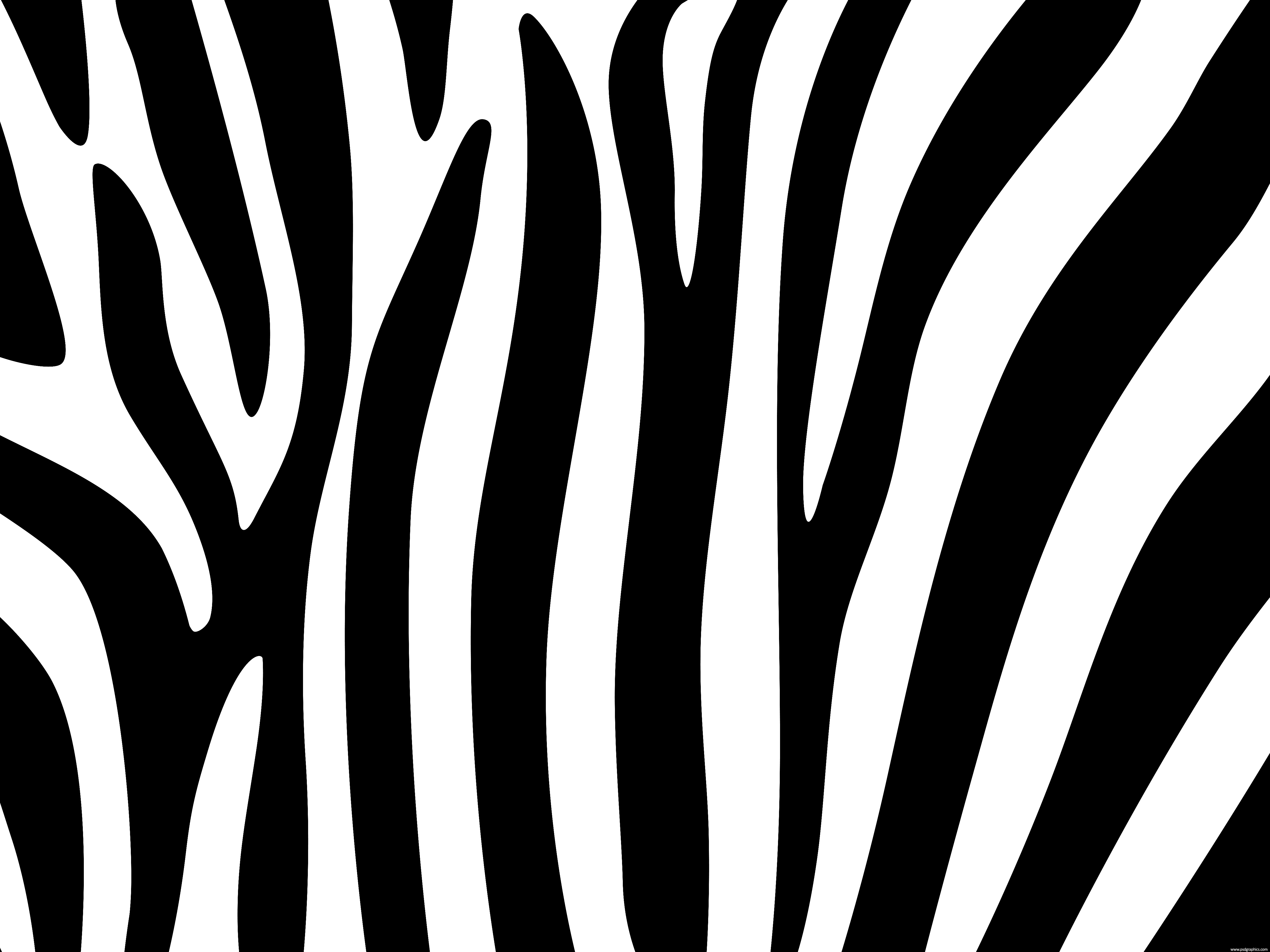 Free download Zebra stripes design PSDGraphics [5000x3750] for your Desktop, Mobile & Tablet. Explore Zebra Pattern Wallpaper. Zebra Pattern Wallpaper, Zebra Background, Zebra Wallpaper