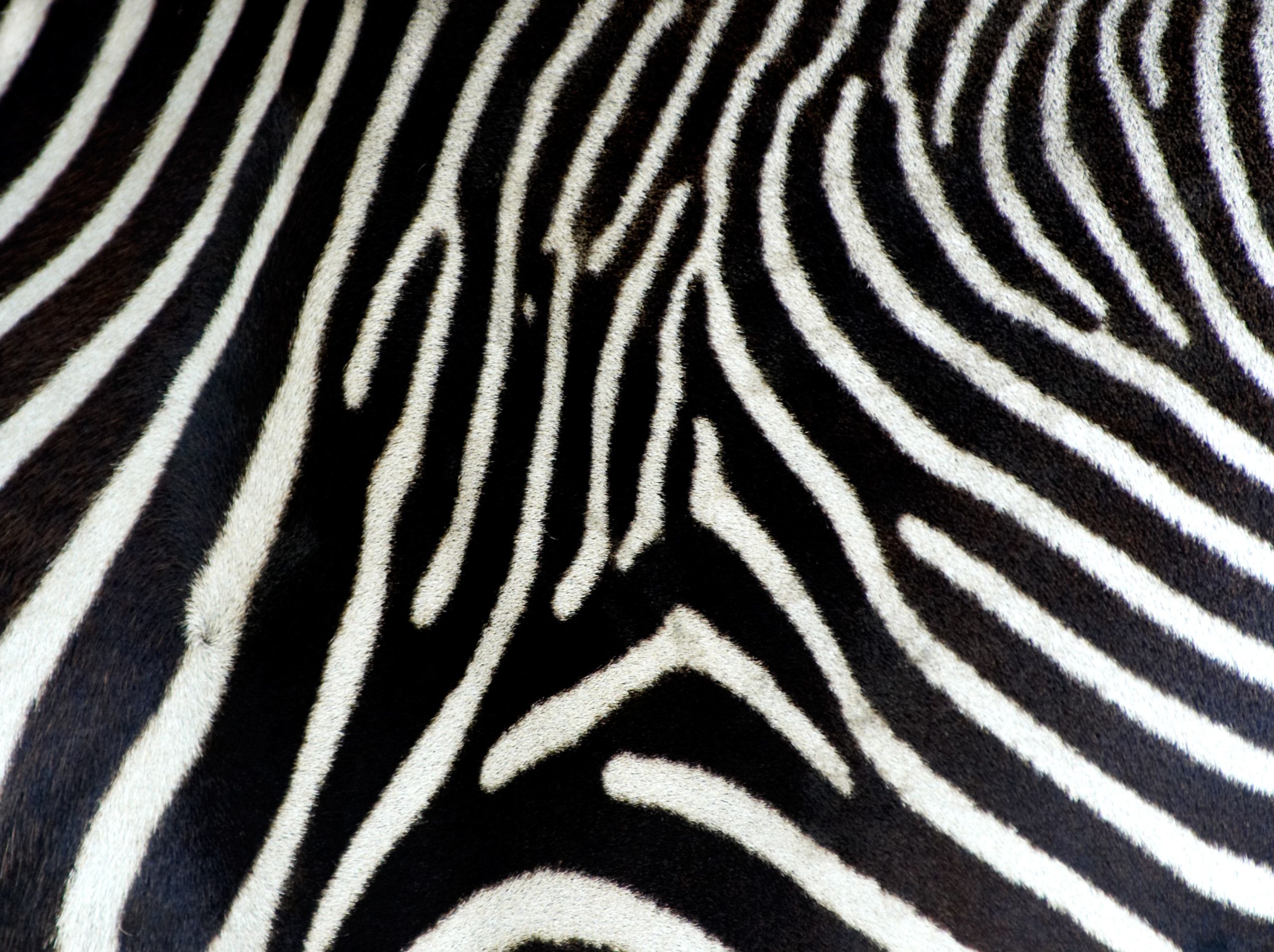 Rodarte SS14. Zebra print wallpaper, Animal print wallpaper, Zebra print background