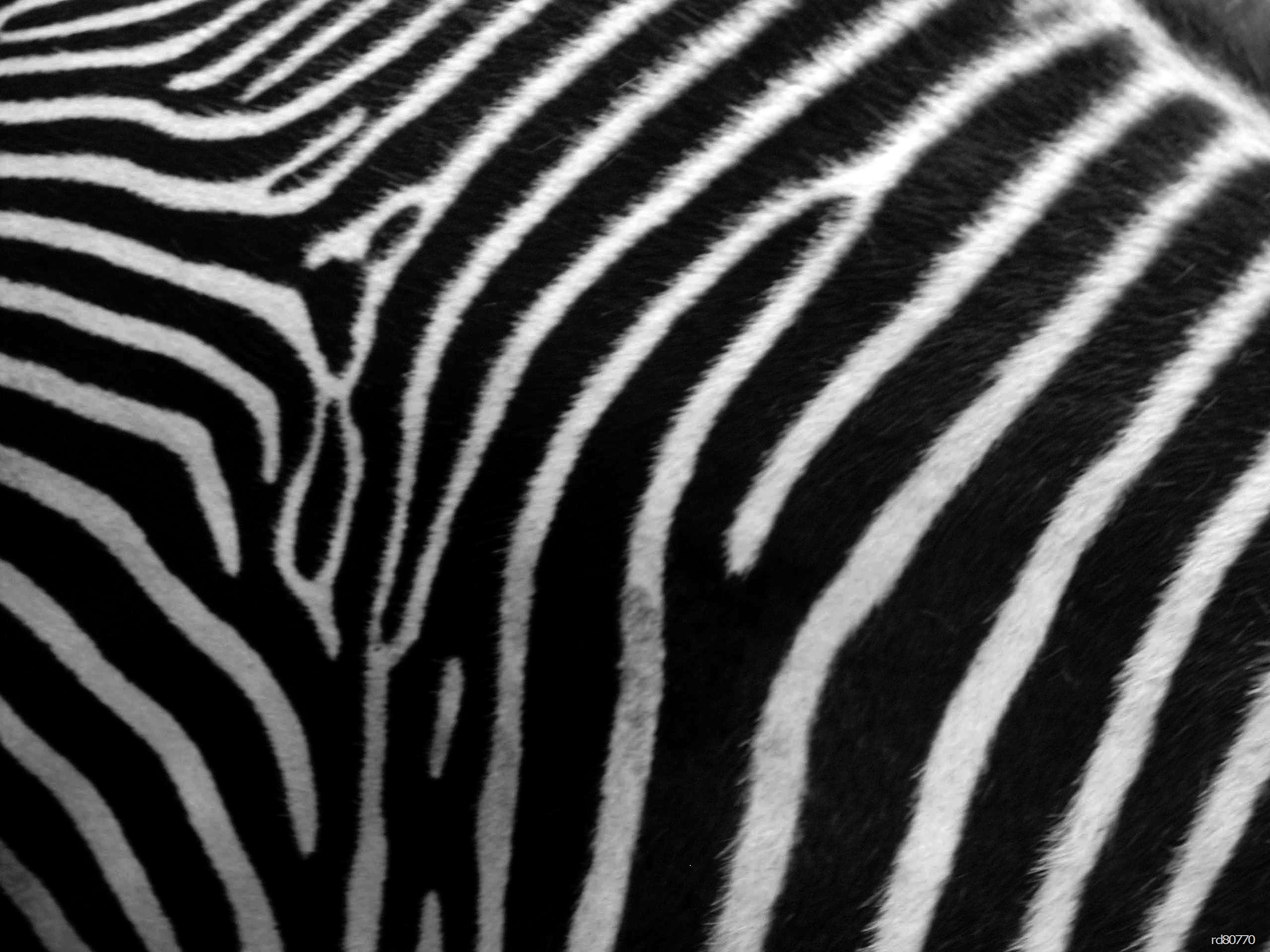real zebra skin pattern