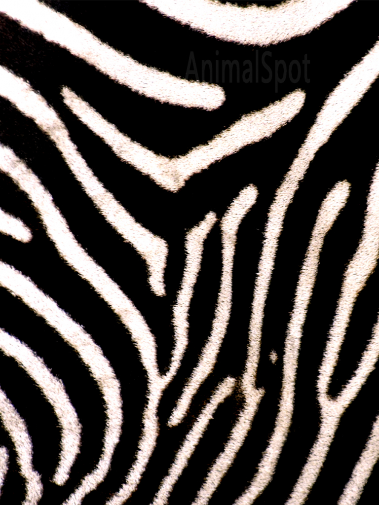 Free download zebra print wallpaper zebra wallpaper background zebra wallpaper zebra [1920x1200] for your Desktop, Mobile & Tablet. Explore Zebra Print Wallpaper for Computers. Zebra Print Wallpaper and Background