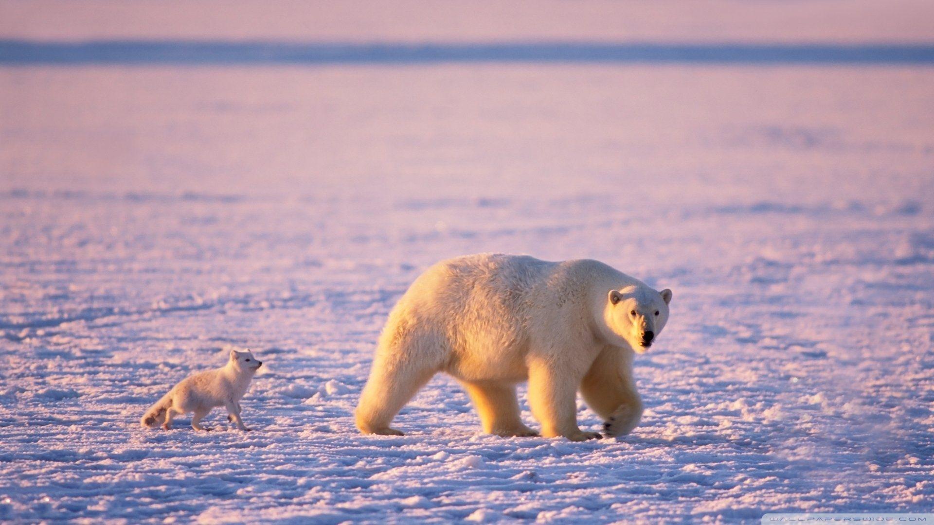 Arctic Fox And Polar Bear ❤ 4K HD Desktop Wallpaper for 4K Ultra HD