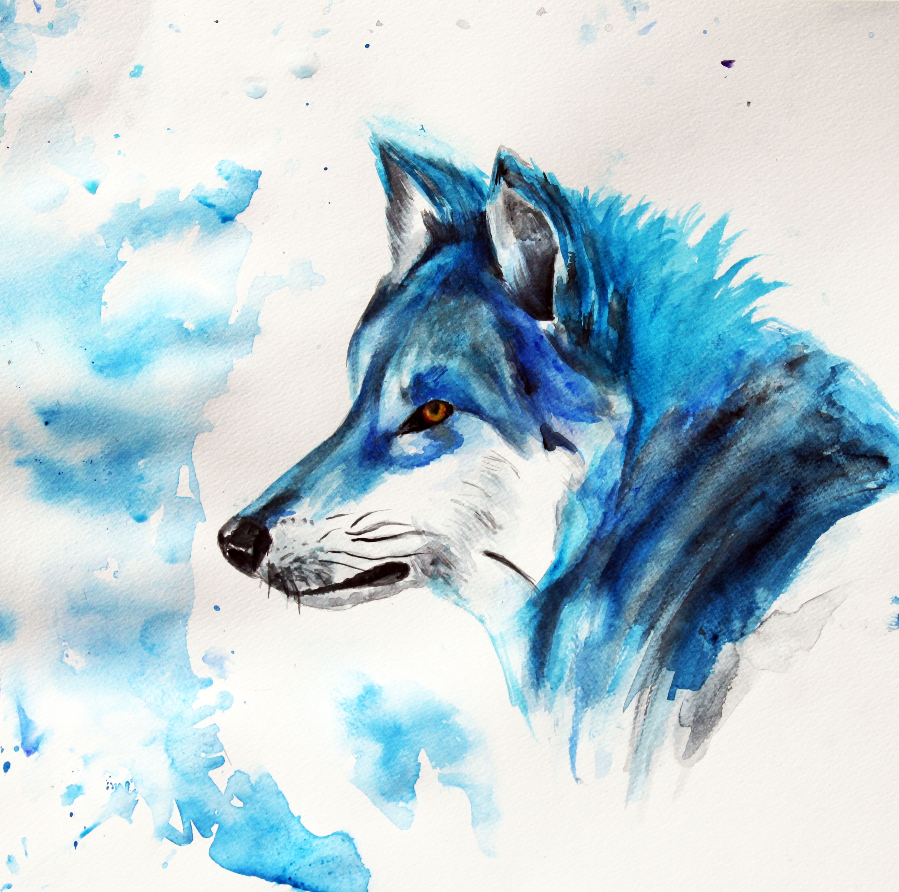 Beautiful Watercolor Blue Wolf. Watercolor animals, Blue wolf, Watercolor blue