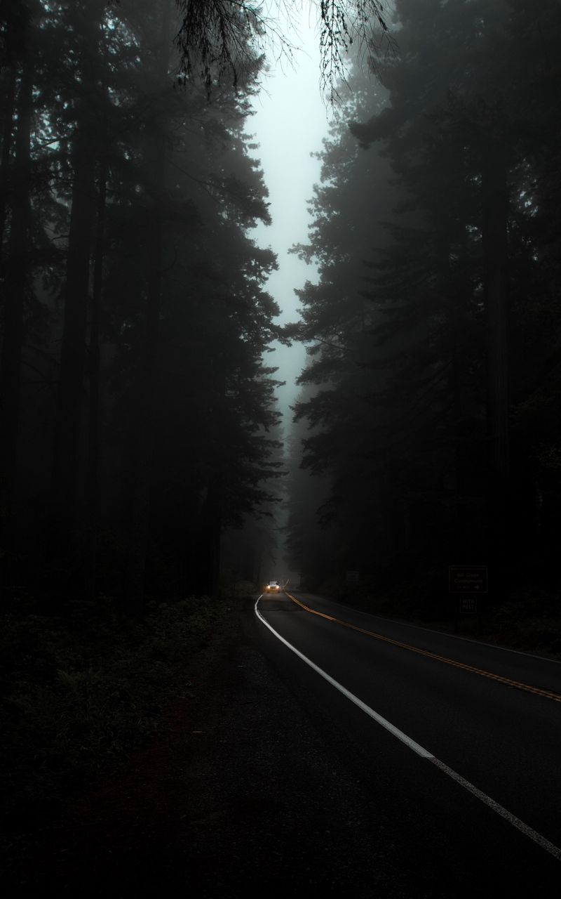 Wallpaper dark lights fog trees night road. Dark green aesthetic, Light in the dark, Dark road aesthetic