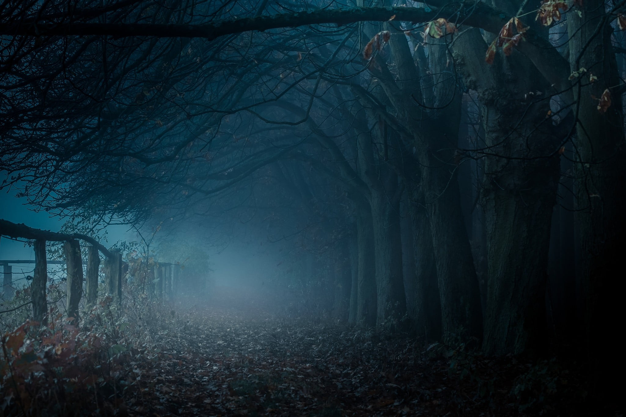 Brown bare trees, dark pathway with dead trees and fog, mist • Wallpaper For You HD Wallpaper For Desktop & Mobile