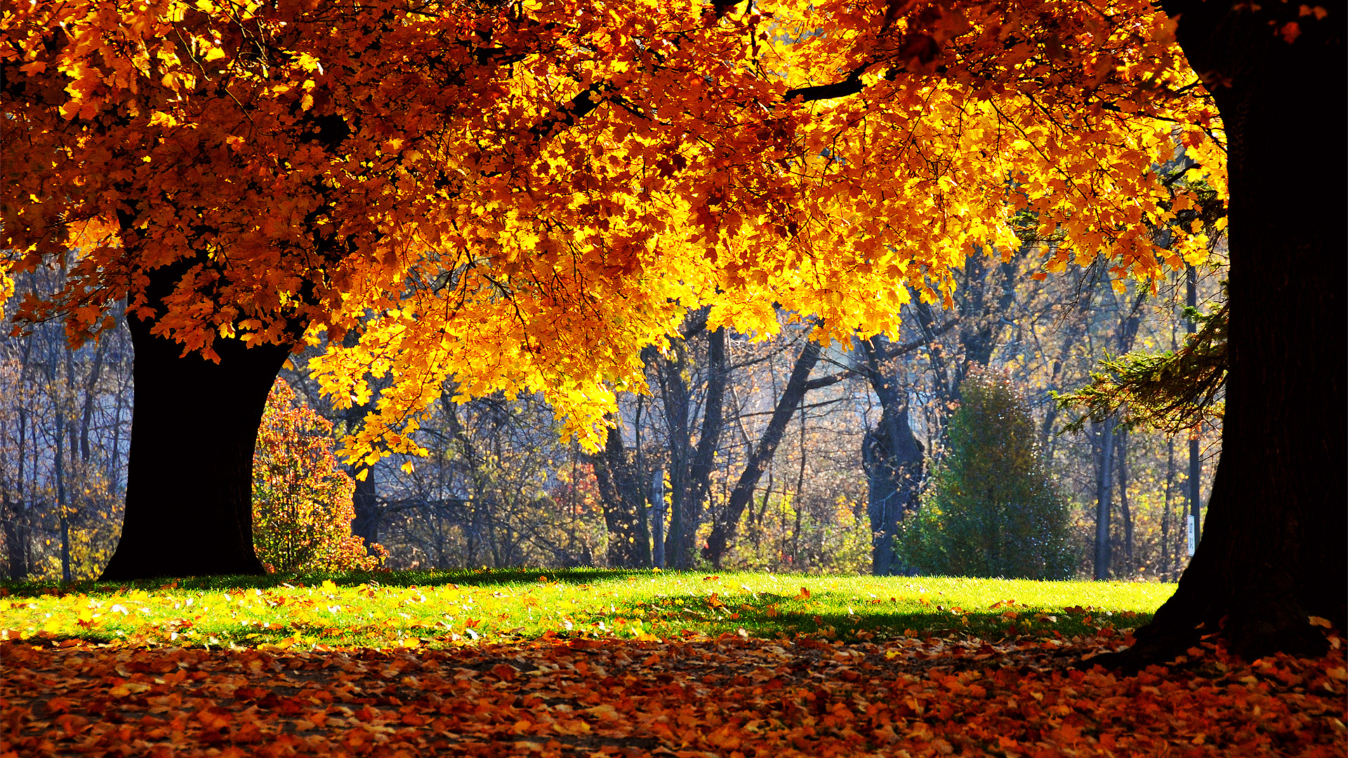 Free download Autumn Nature Wallpaper HD Picture One HD Wallpaper [1920x1080] for your Desktop, Mobile & Tablet. Explore Nature Fall Wallpaper. Fall Wallpaper Background, Free Fall Wallpaper, Fall Wallpaper For Computer