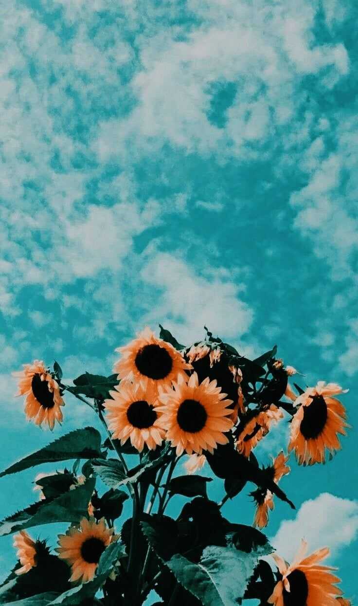 Summer Aesthetic Wallpaper iphone Wallpaper