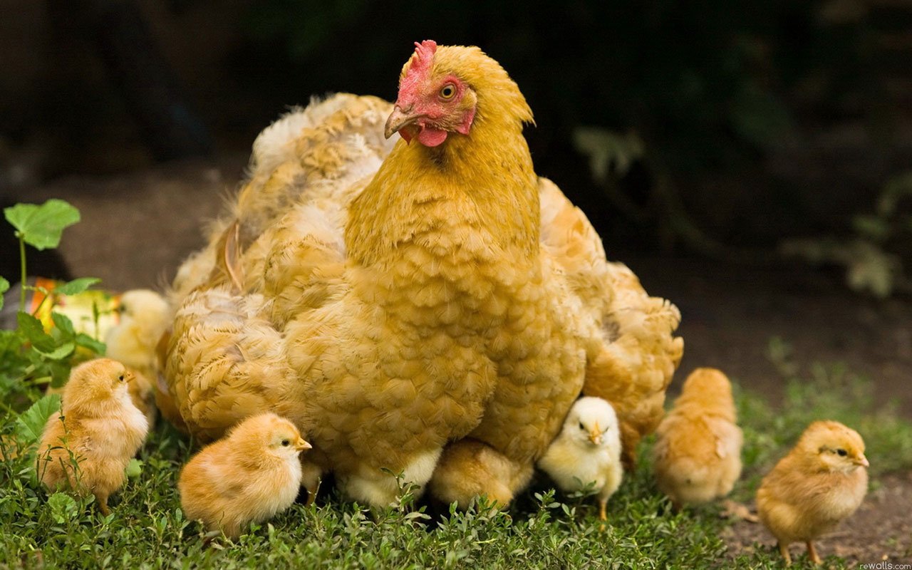 Free download Green grass chicken mother and baby chickens Animal Wallpaper [1280x800] for your Desktop, Mobile & Tablet. Explore Baby Chickens Wallpaper. Baby Chicks Wallpaper, Chicken Wallpaper for Computer