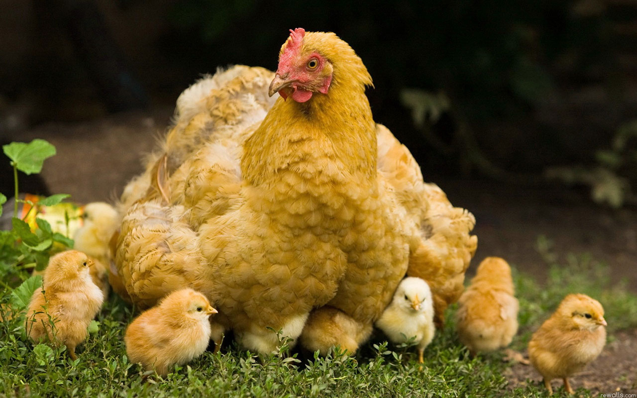 Chicken Mom And Chick In Green Grass Stock Photo, Picture and