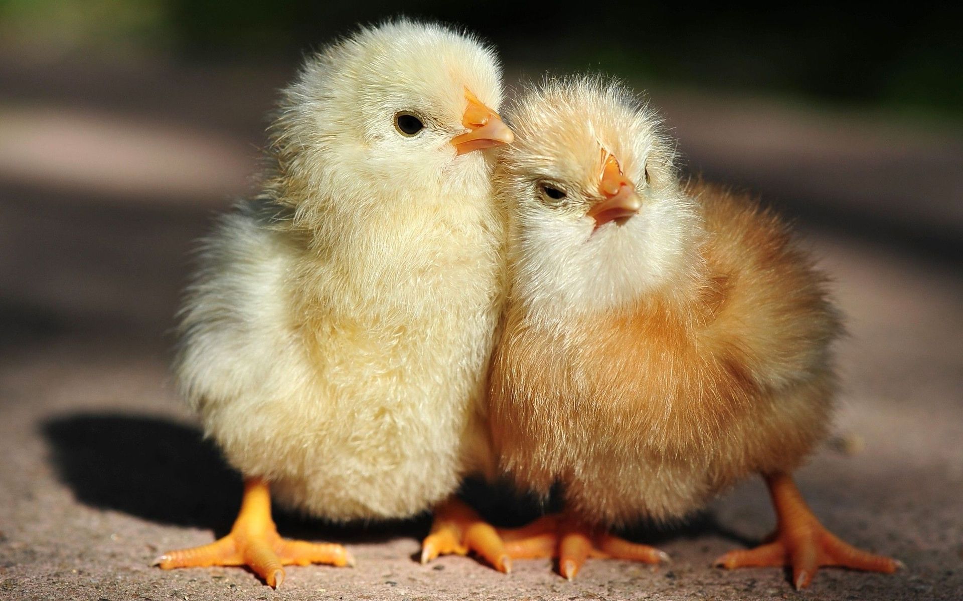 Baby Chicks Wallpaper