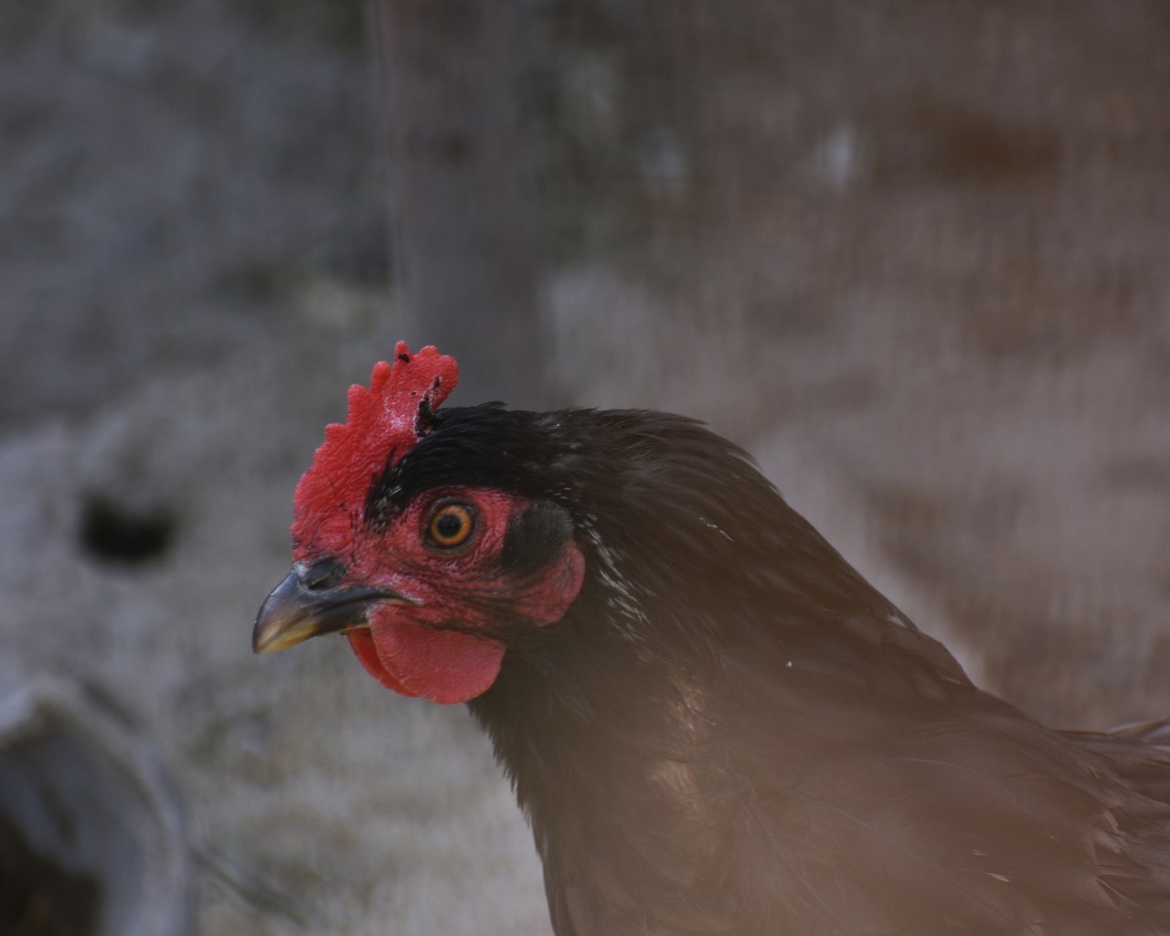 Download 1280x1024 Chicken, Hen, Farm Animal Wallpaper