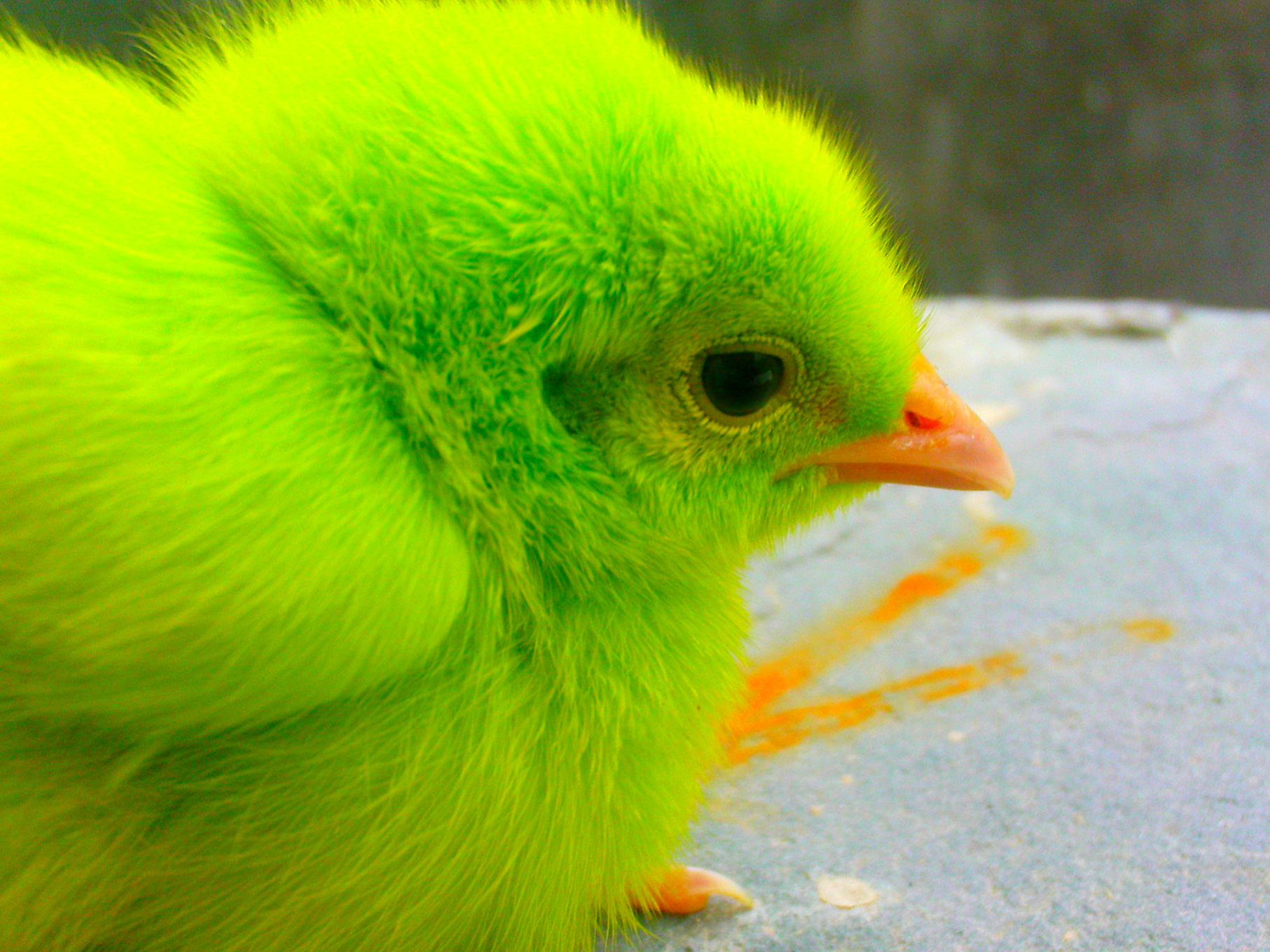 Green Chicken Animal HD Wallpaper