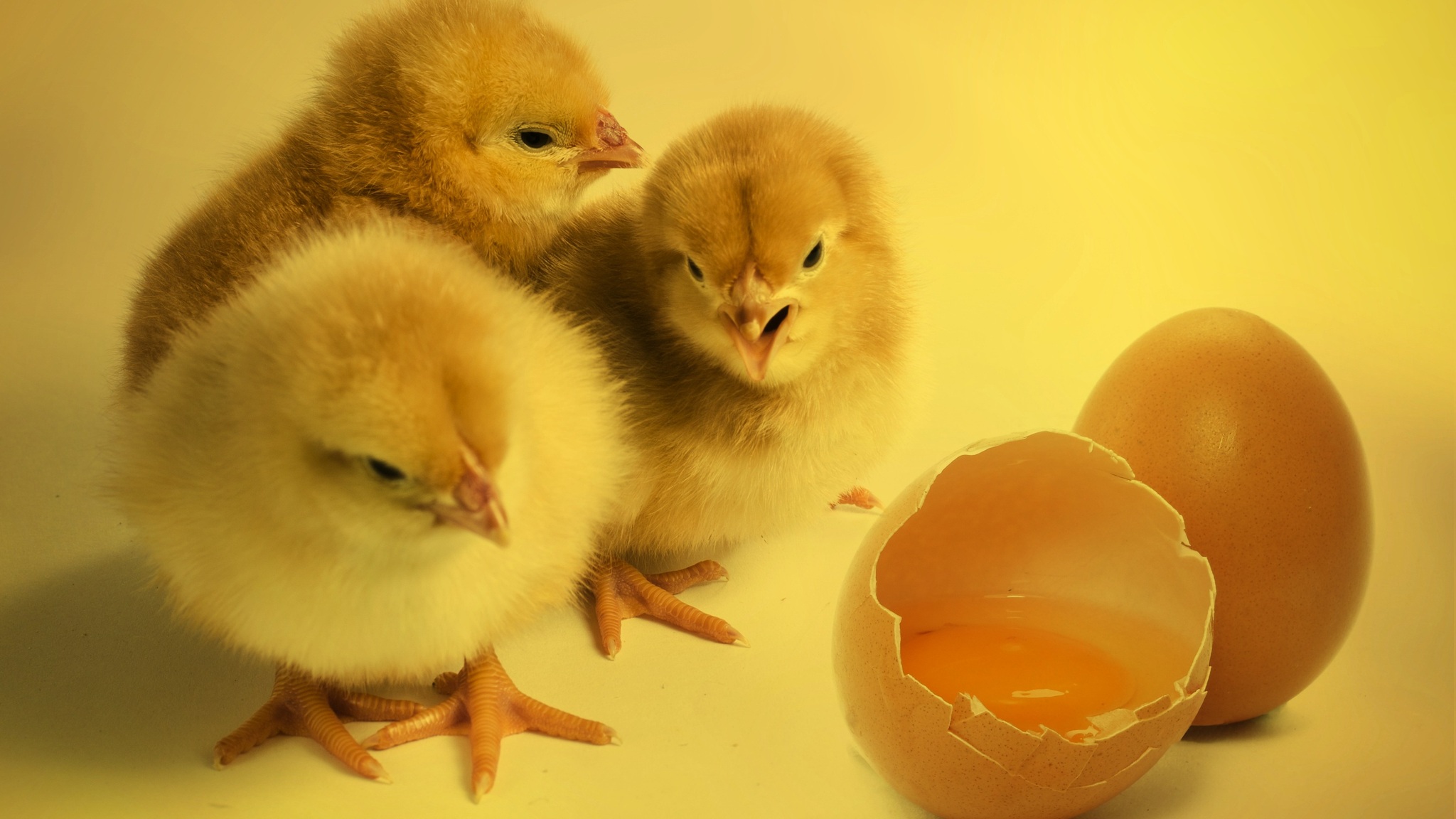 Chickens Chicks 2048x1152 Resolution HD 4k Wallpaper, Image, Background, Photo and Picture