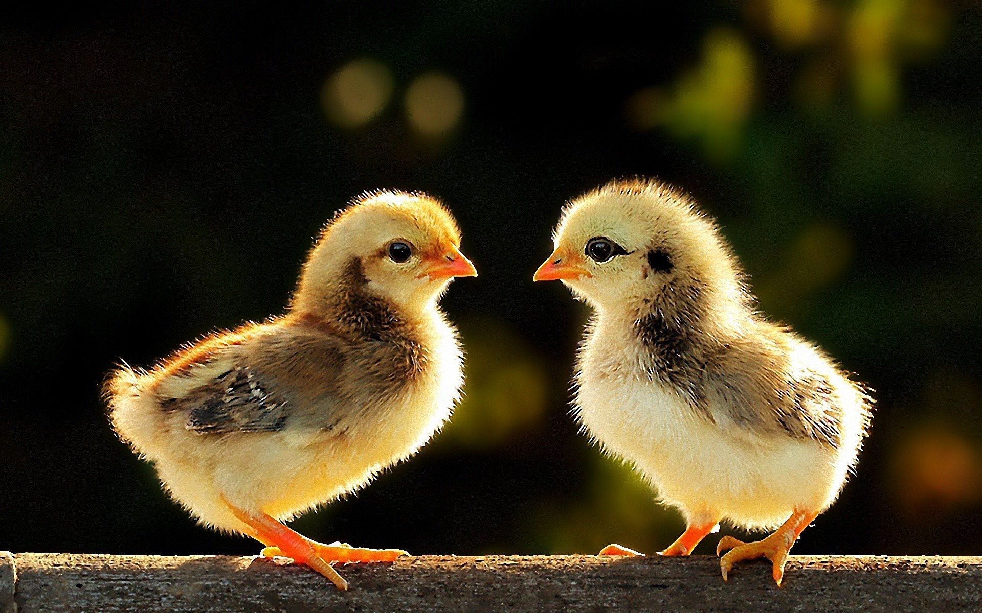 mayu™️ on Twitter. Baby chickens, Cute animals, Baby chicks