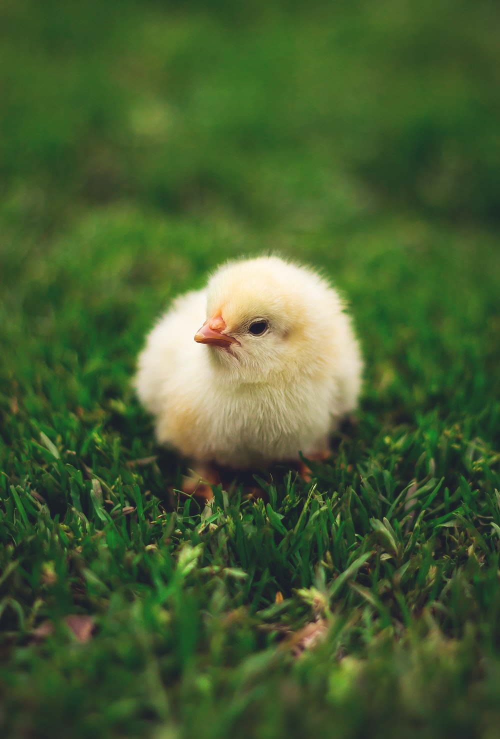 Baby Chicken Picture. Download Free Image