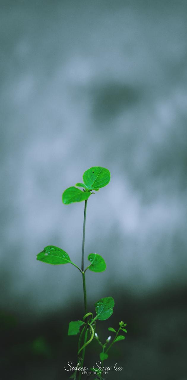 Small Tree wallpaper