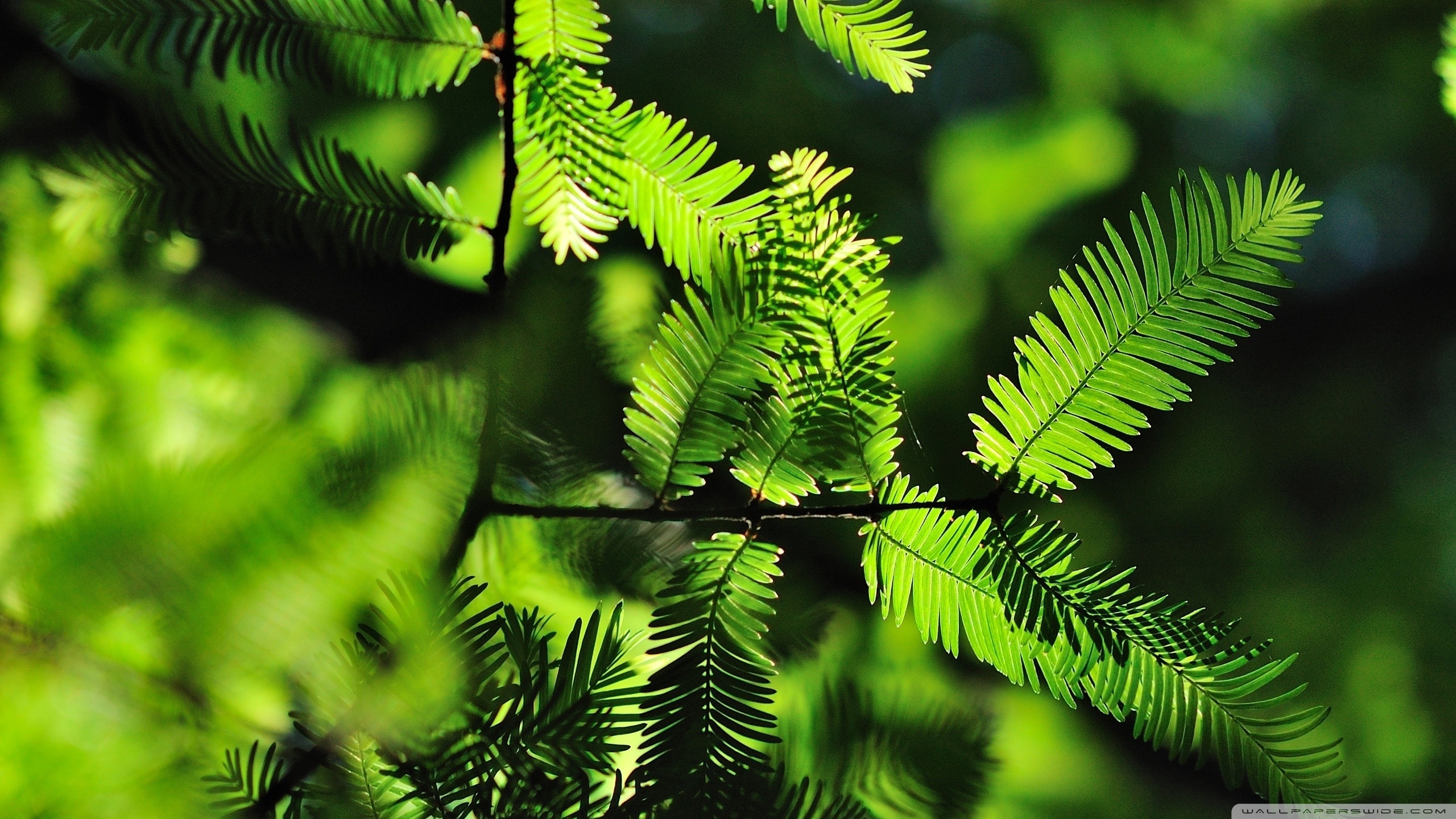 Small Leaves Tree Ultra HD Desktop Background Wallpaper for 4K UHD TV, Tablet