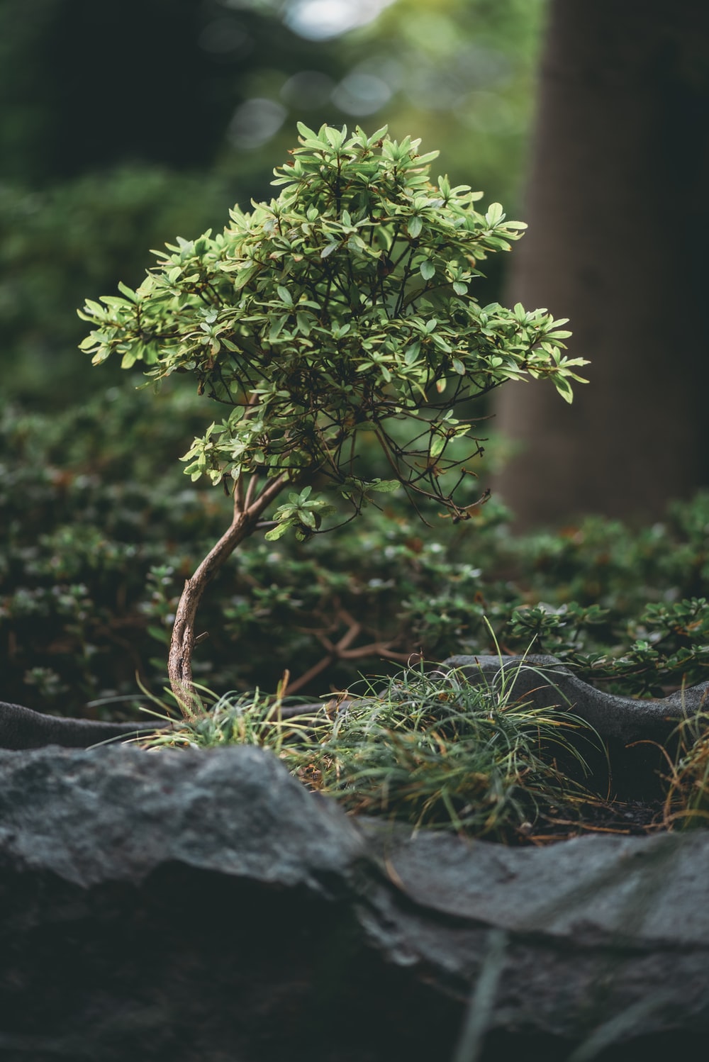 Small Tree Picture. Download Free Image