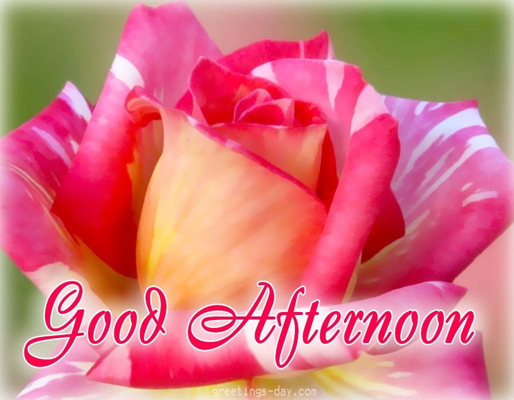 Good Afternoon Picture, GIFs & Quotes. Good afternoon image, Good afternoon, Afternoon quotes
