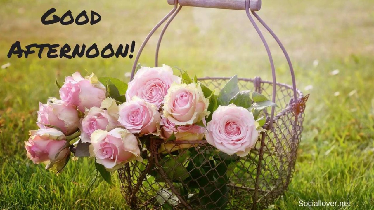 Good Afternoon image free download for lover with messages