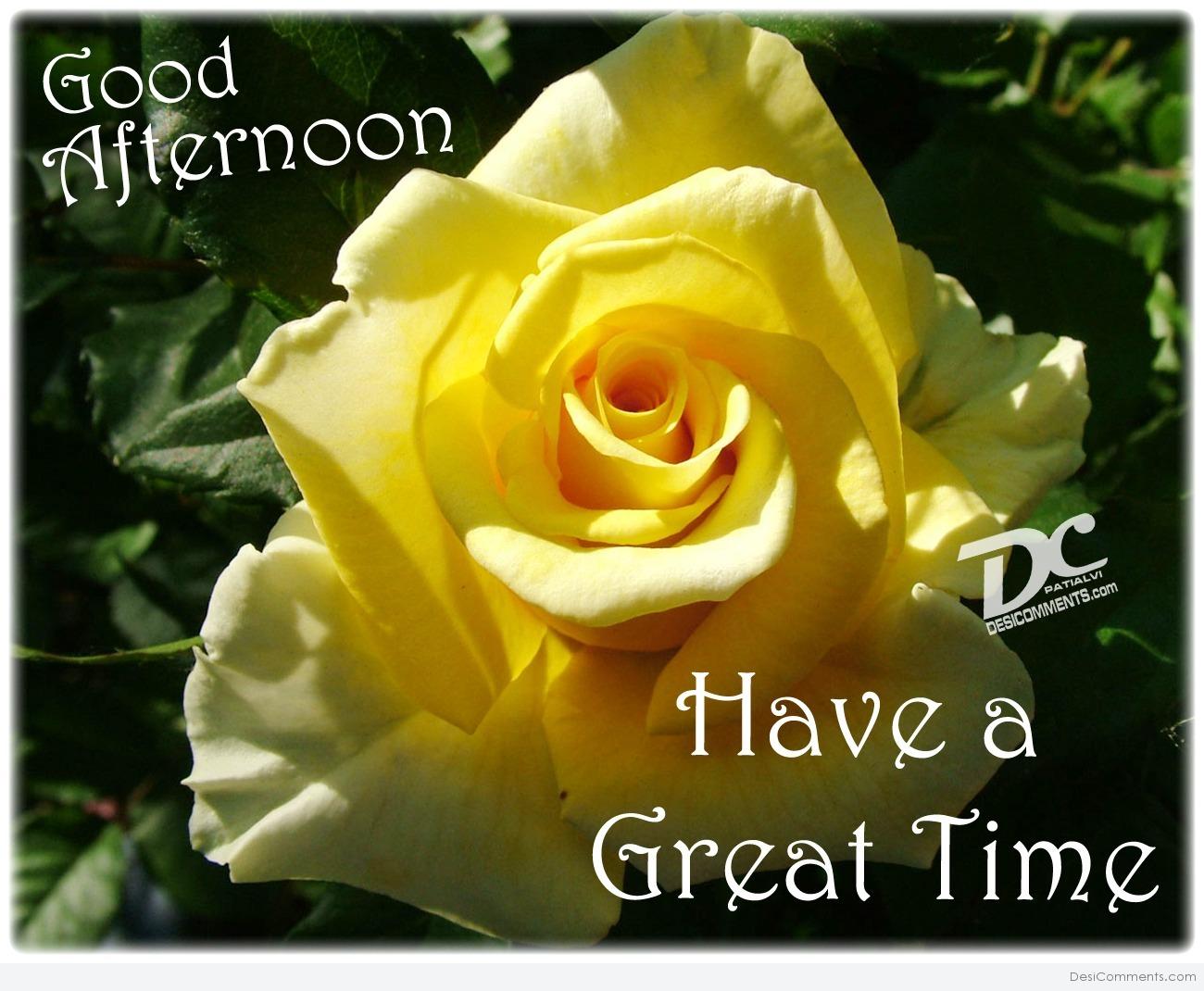 Good Afternoon Yellow Roses 2020 HD Wallpaper