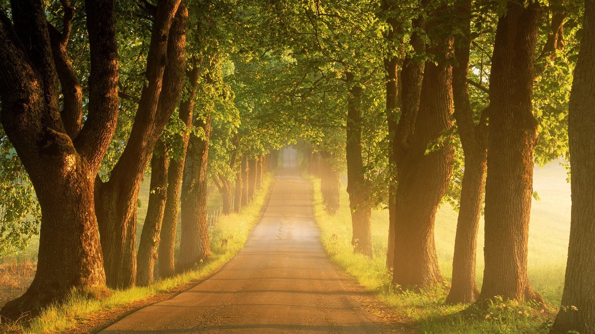 trees. Trees Road Wallpaper. Tree road wallpaper, Road wallpaper, Country roads