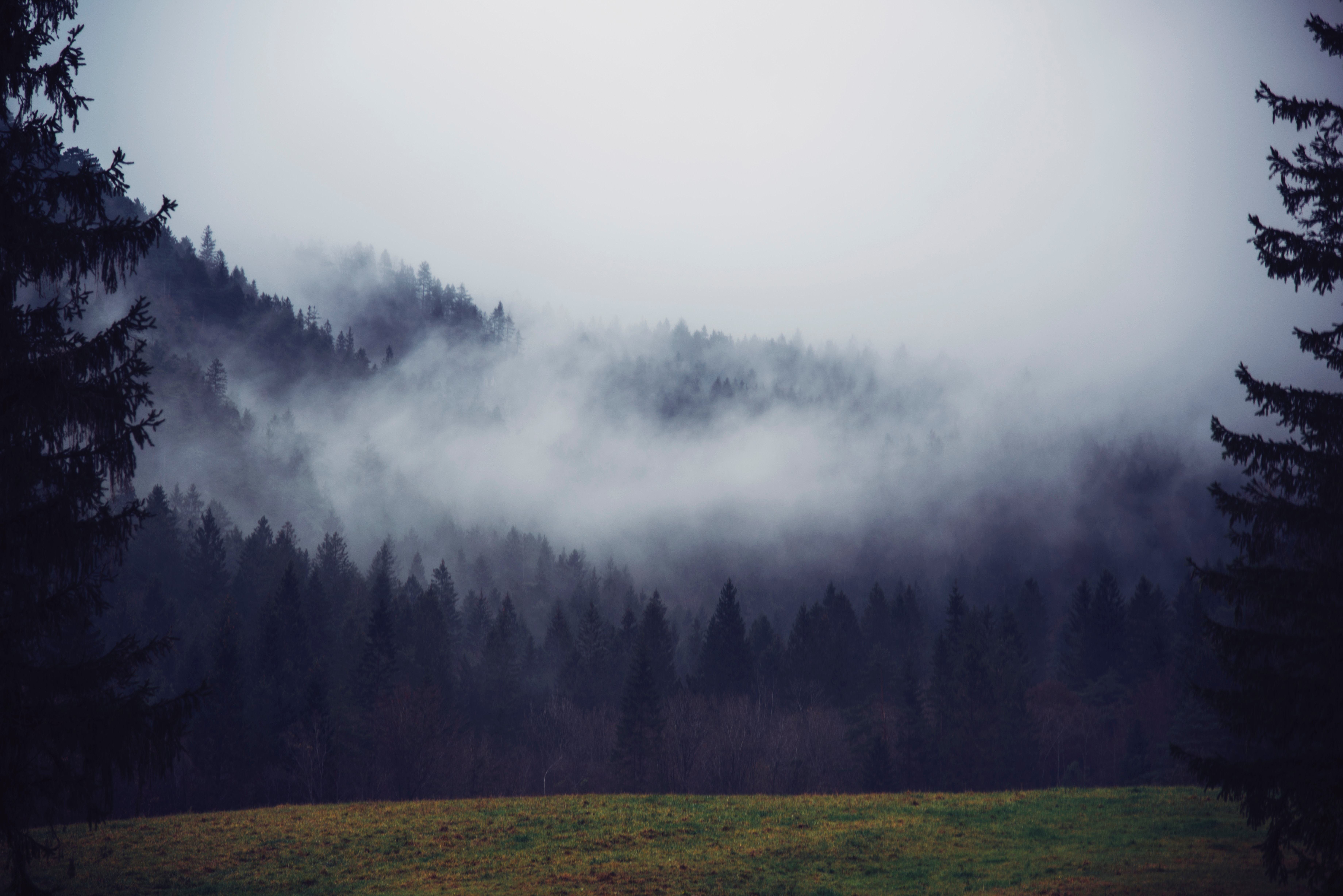 7360x4912 #forest, #meadow, #fog, #gloomy, #outdoor, #pine, #overcast, #cloud, #dark, #landscape, #nature, #park, #mountain, #opening, #fir, #Free picture, #treeline, #mist, #clearing, #tree, #field. Mocah HD Wallpaper