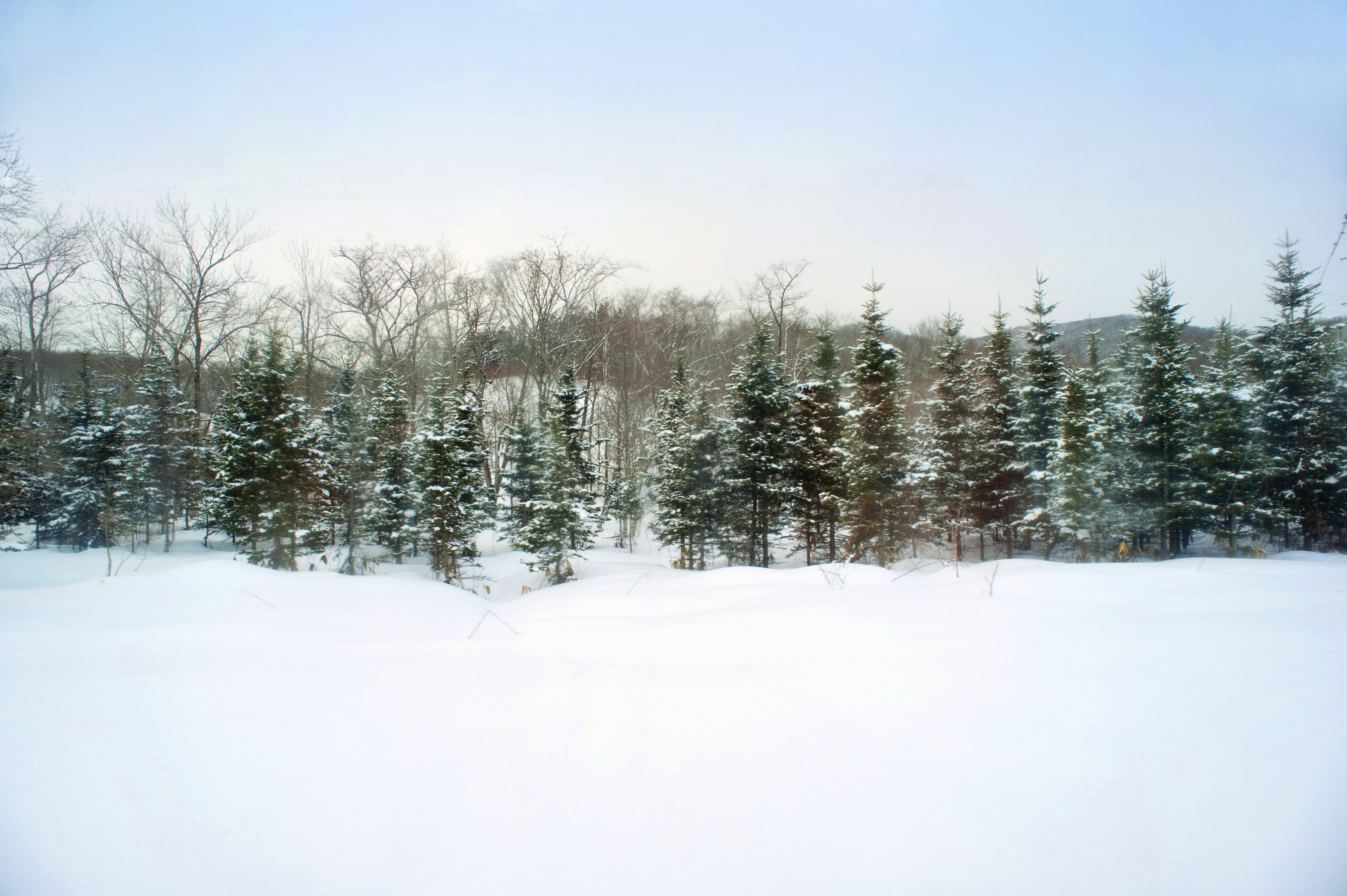 10++ Winter Pine Trees Wallpaper HD