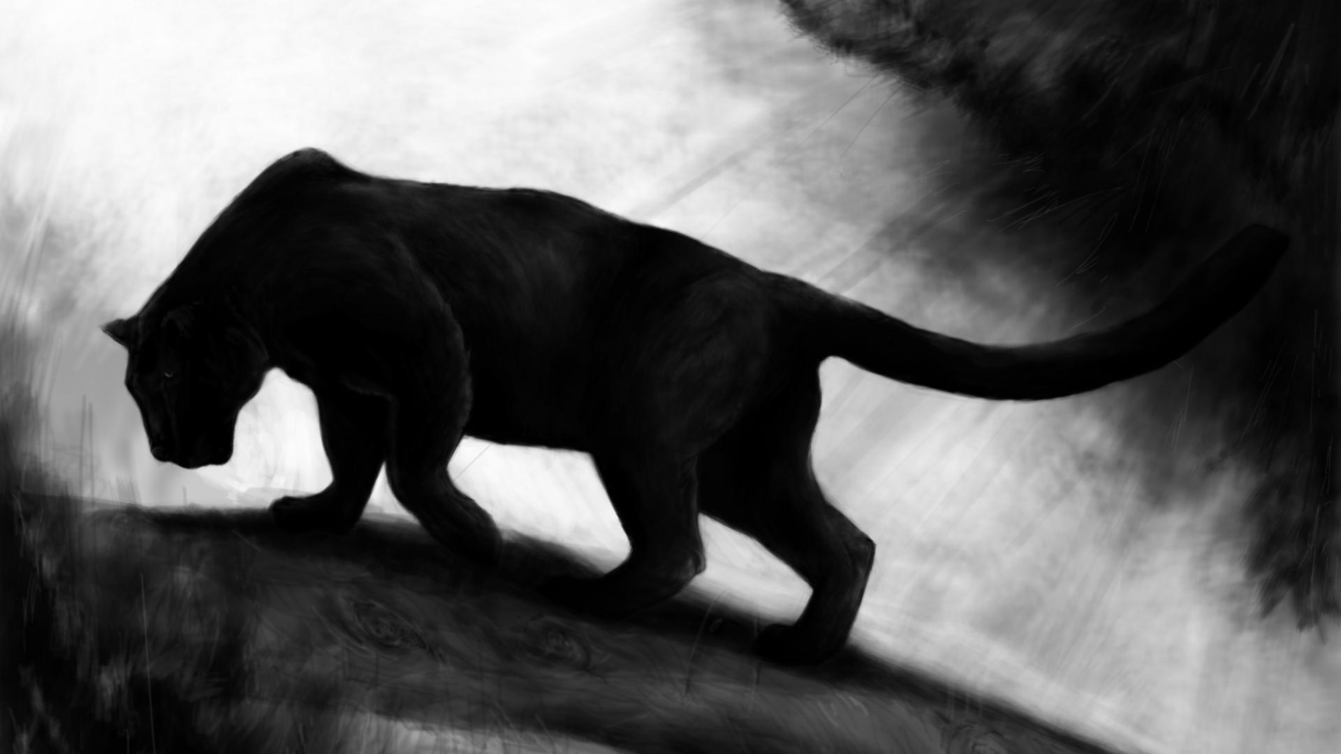 Black Panther Wallpaper Animal