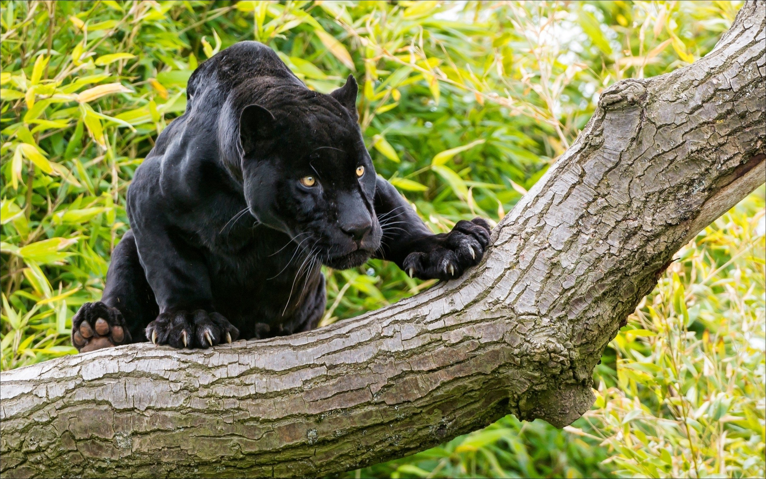 Animals Black Panther On A Tree Desktop Wallpaper HD 2560x1600, Wallpaper13.com
