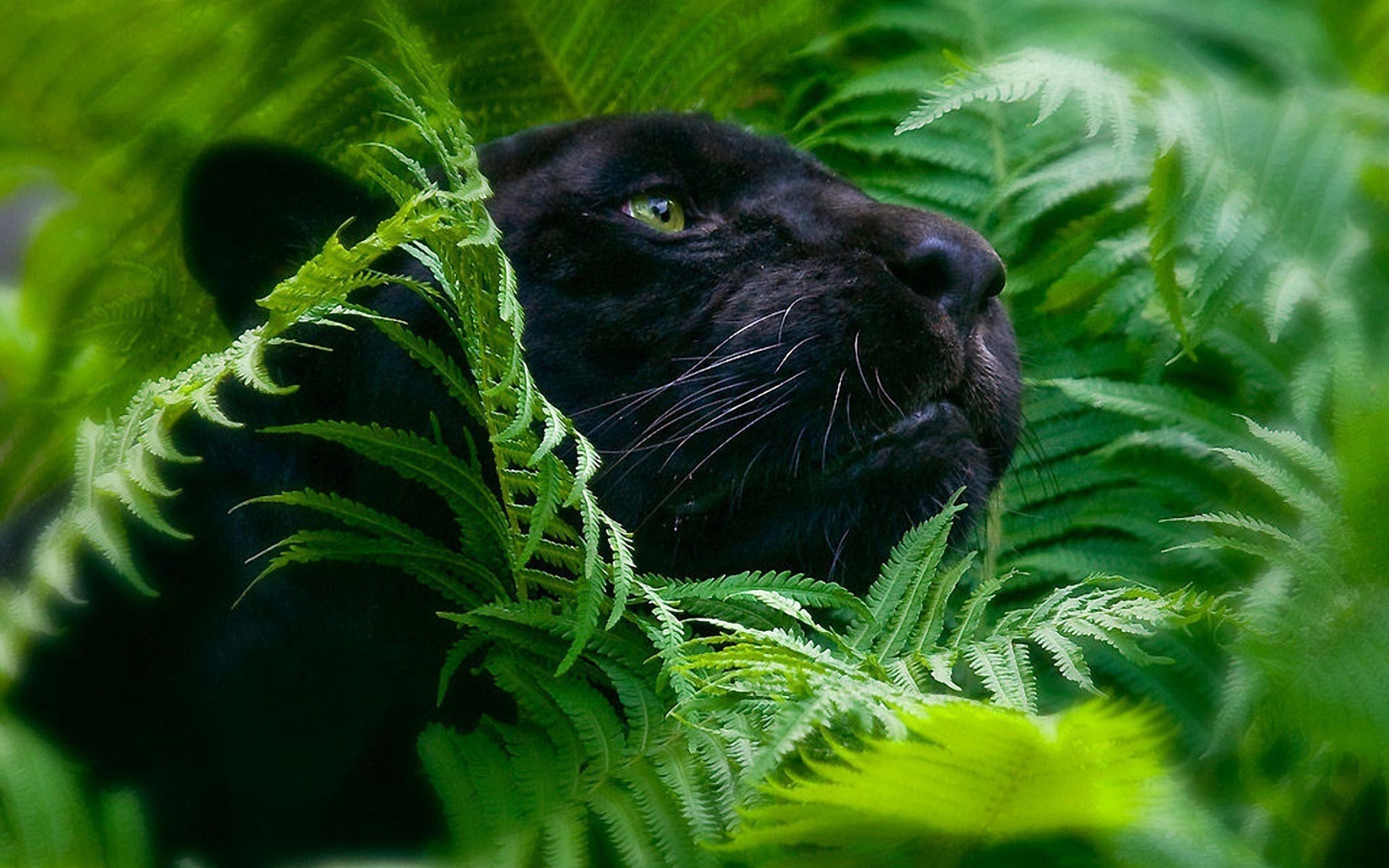 Black Panther Animal Desktop Wallpaper Panther In Leaves