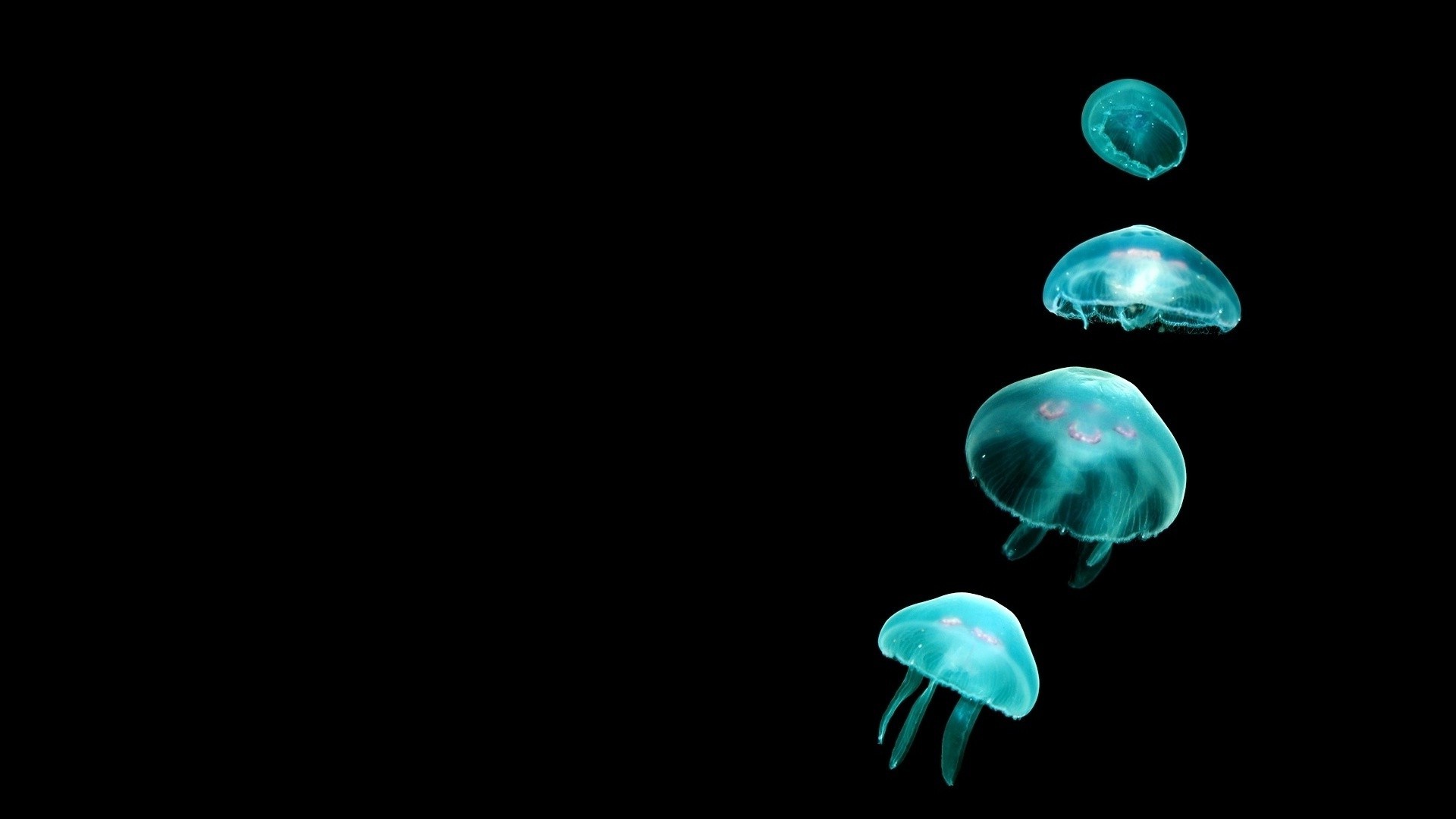 jellyfish, Black Background, Glowing, Animals, Simple Wallpaper HD / Desktop and Mobile Background