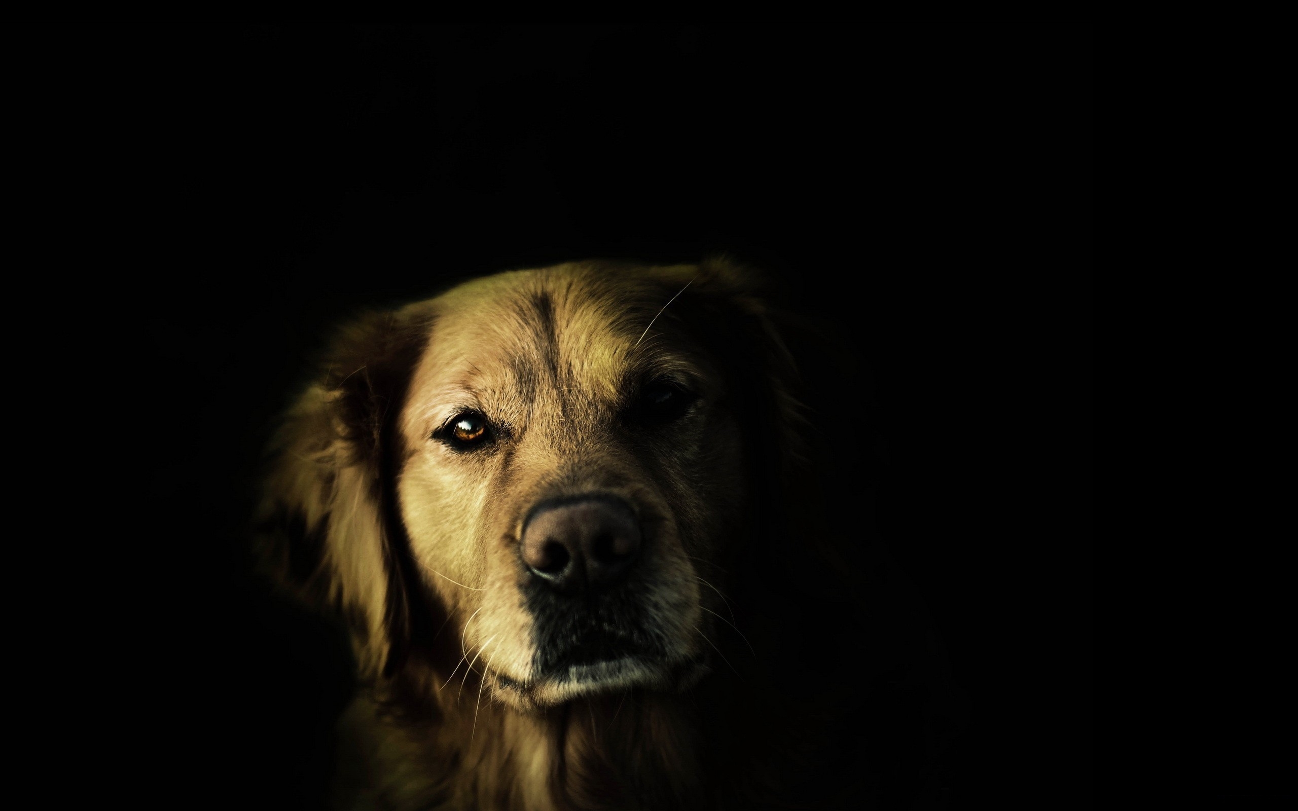 animals dogs black background 2560x1600 wallpaper