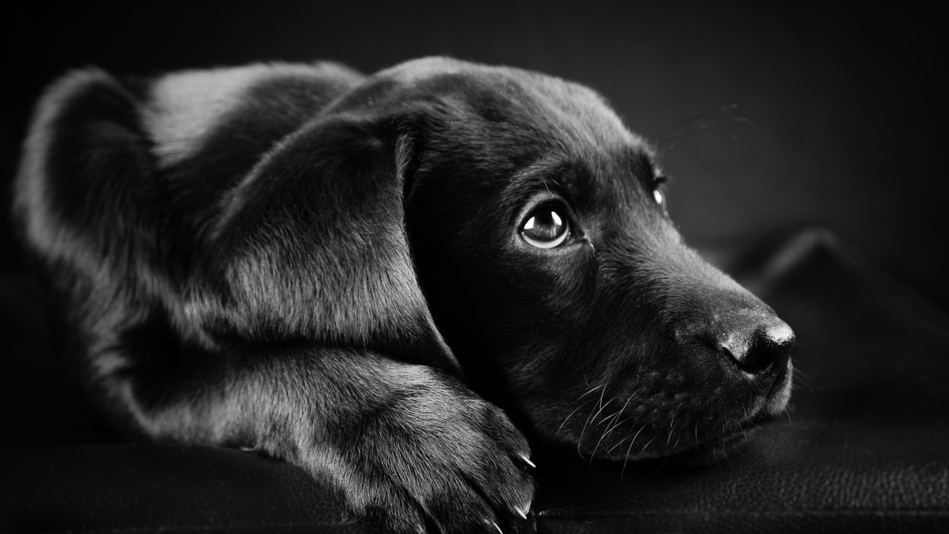 Wallpaper, face, animals, black background, closeup, nose, whiskers, puppies, Labrador Retriever, puppy, darkness, 1920x1080 px, black and white, monochrome photography, vertebrate, close up, snout, dog like mammal 1920x1080