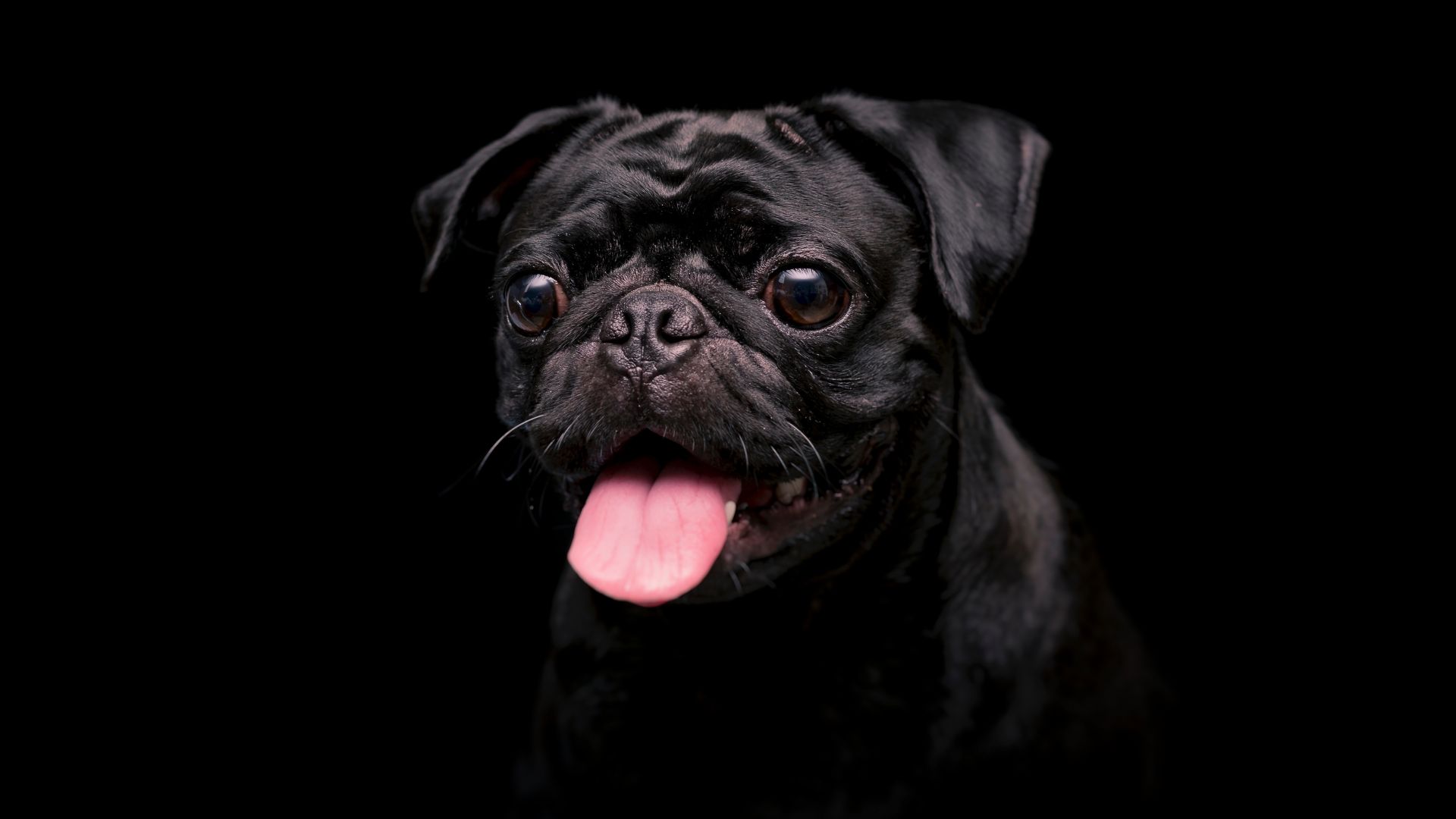 Desktop wallpaper black cute dog, animal, HD image, picture, background, 79dd9a