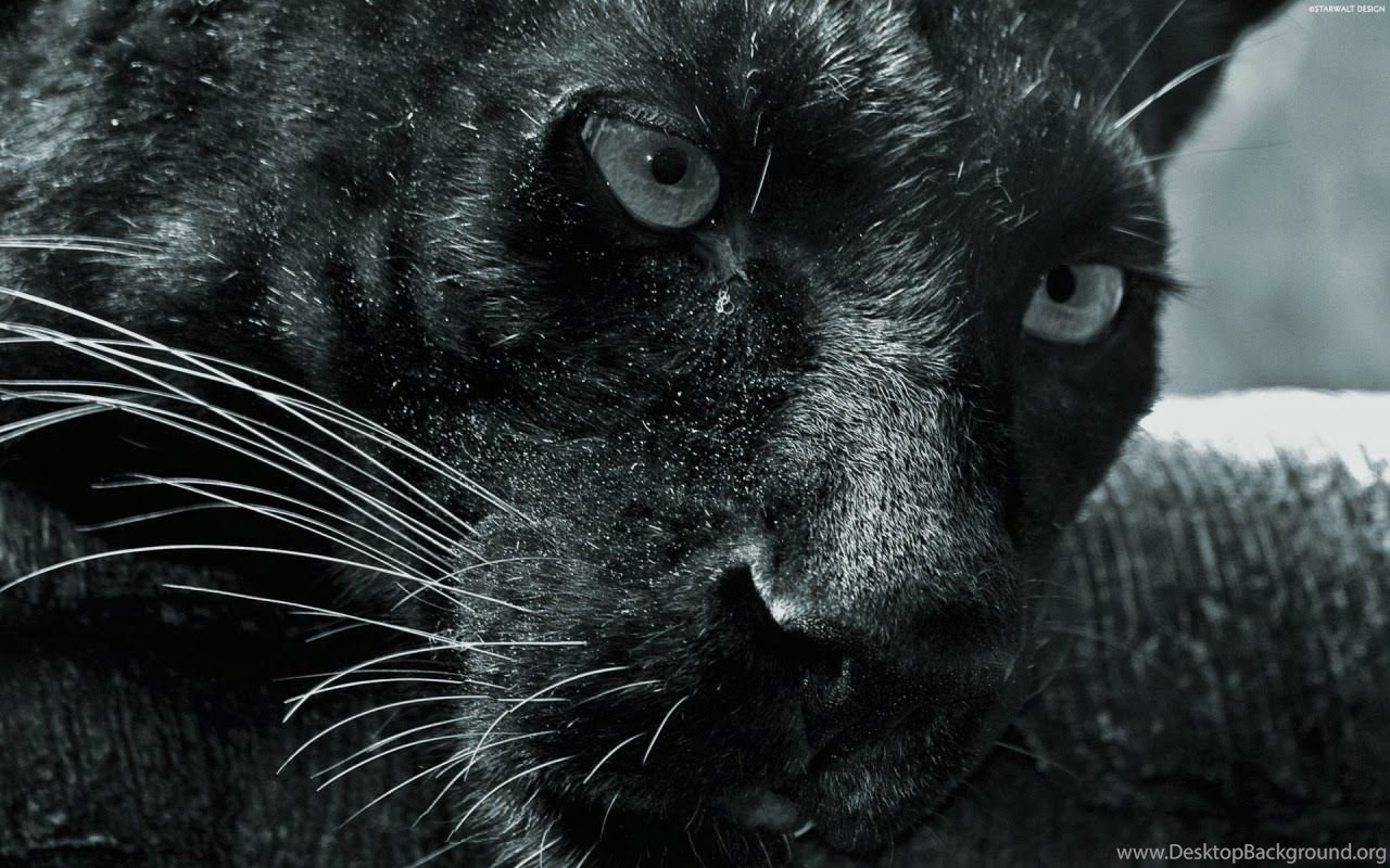 Black Panther HD Wallpaper, Black Panther, Wild Animal, Wild. Desktop Background