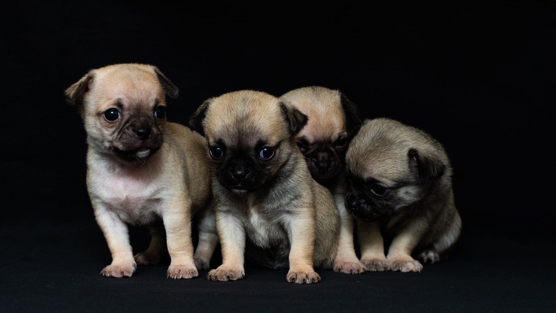 Four Pug Puppies In Black Background HD Animals Wallpaper