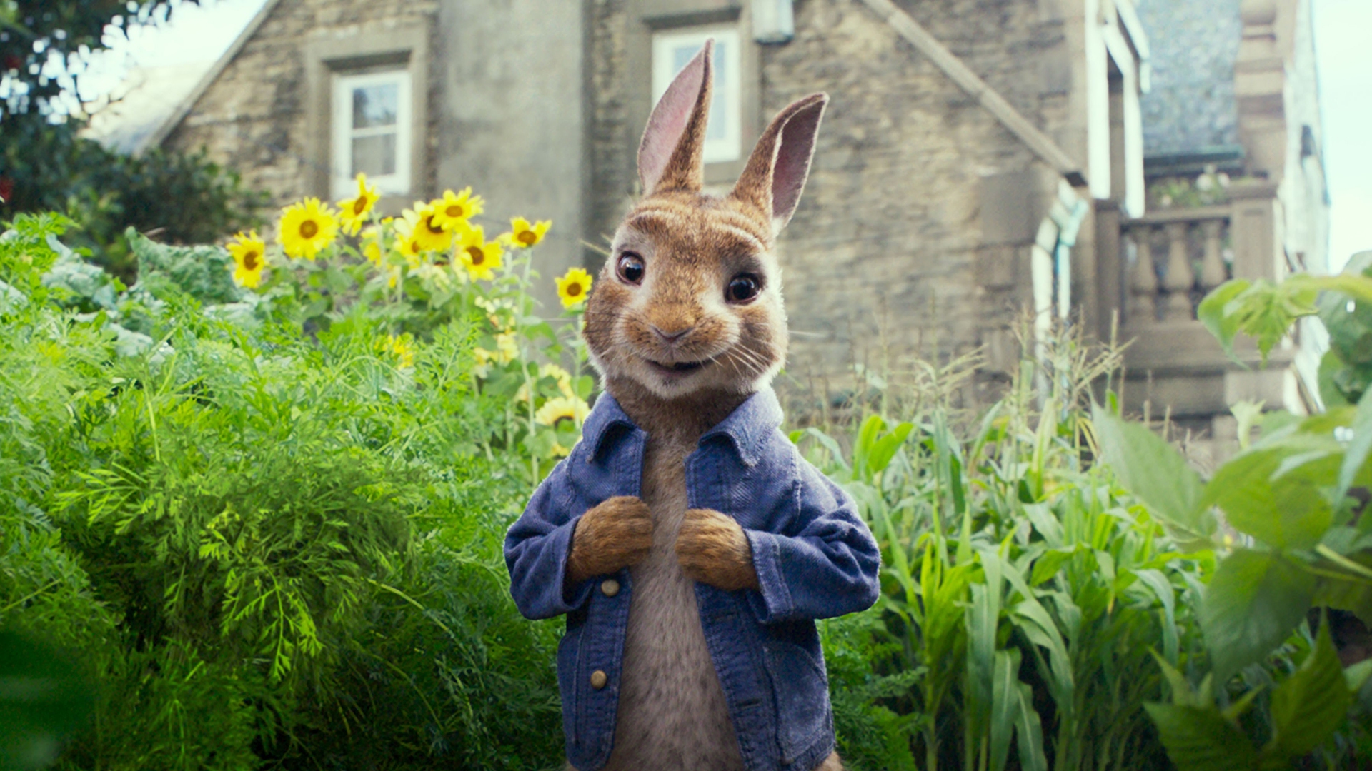Peter Rabbit Rabbit Movie Wallpaper